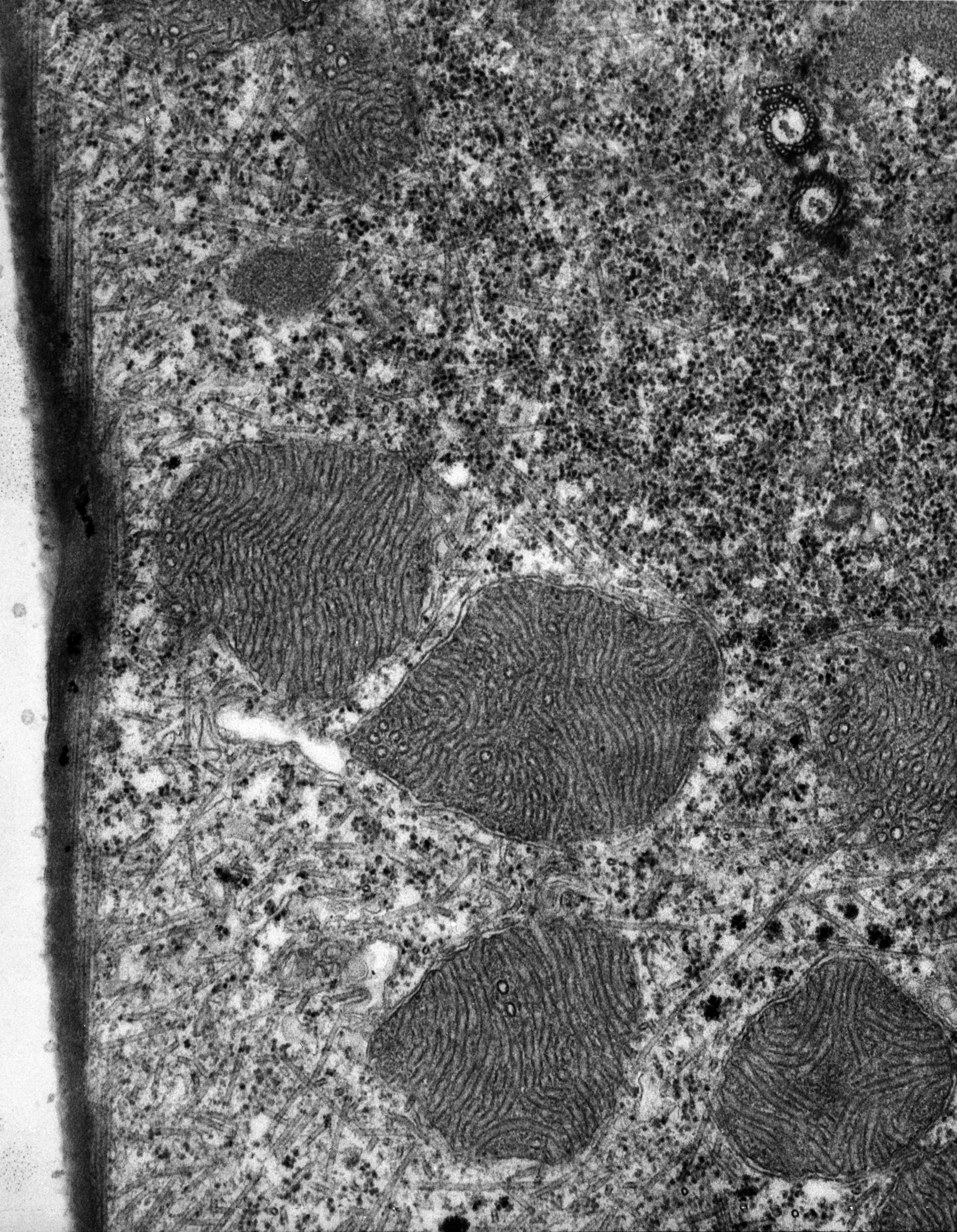 Euplotes sp. (Cytoplasmic microtubule) - CIL:9703