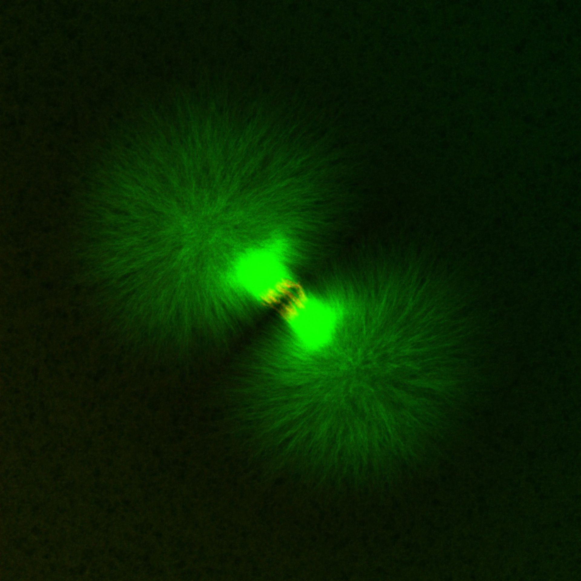 Xenopus laevis (DNA) - CIL:36573
