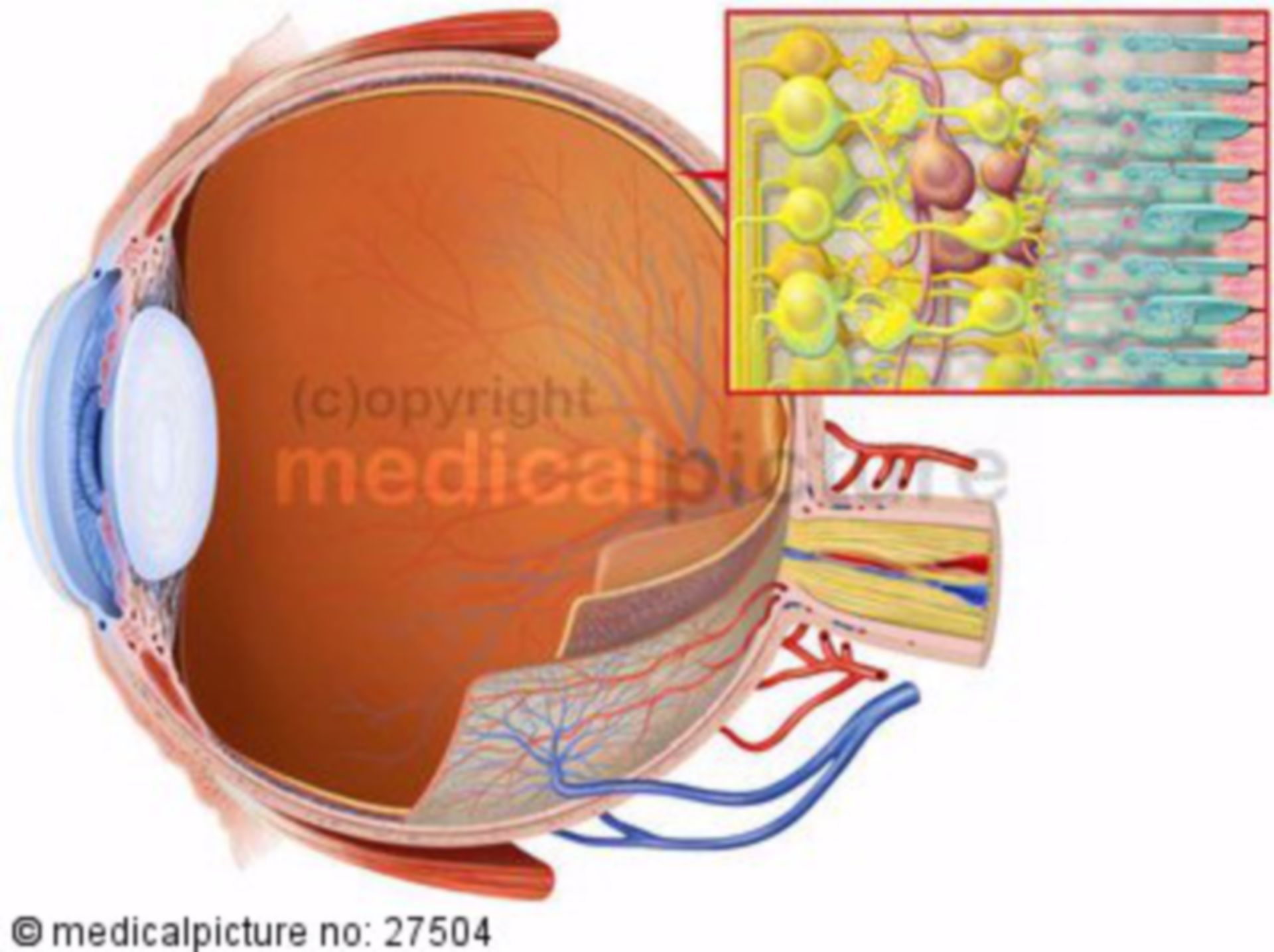 Eye and retina