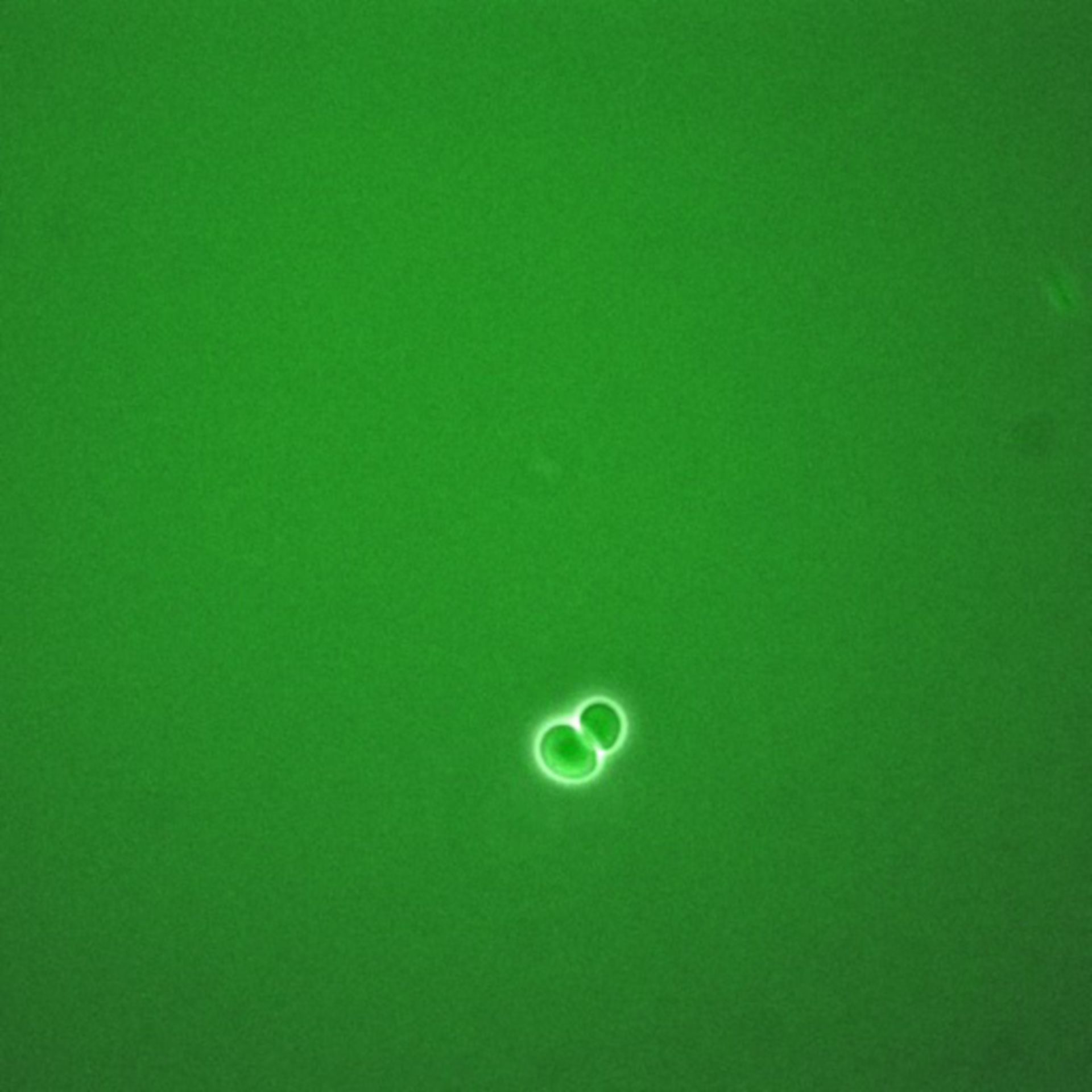 Saccharomyces cerevisiae (Anaphase-promoting complex) - CIL:35640