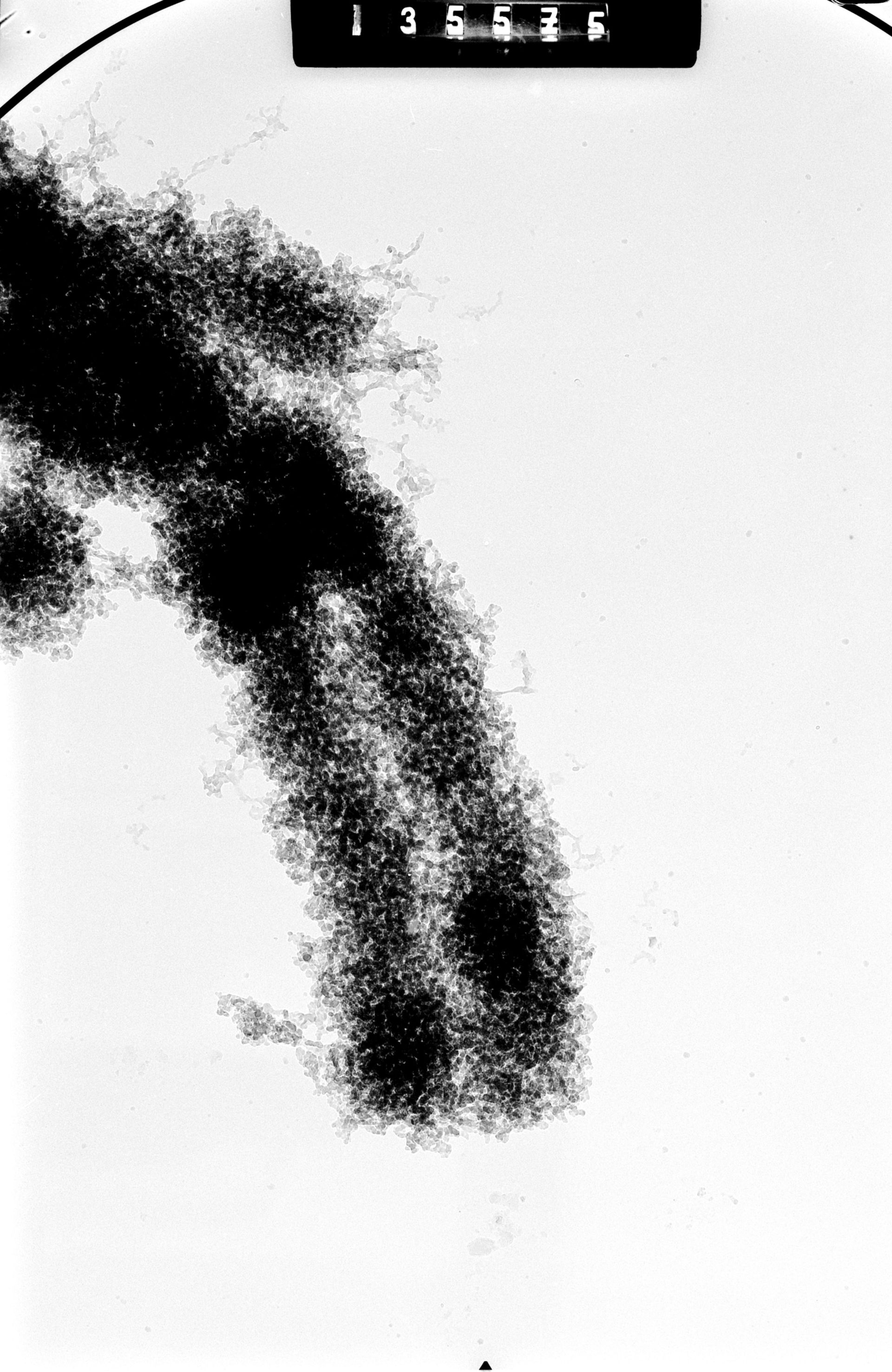 Cricetulus griseus (Nuclear chromosome) - CIL:41709