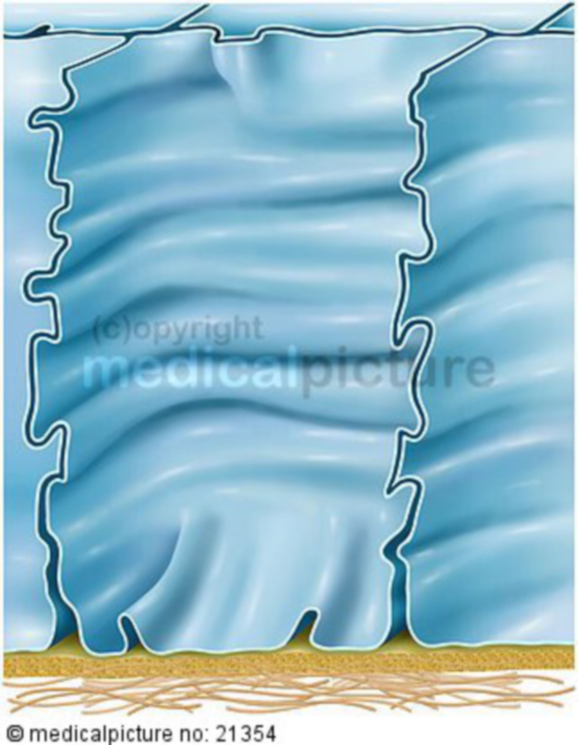  Membraneinfaltungen der Epithelzellen 
