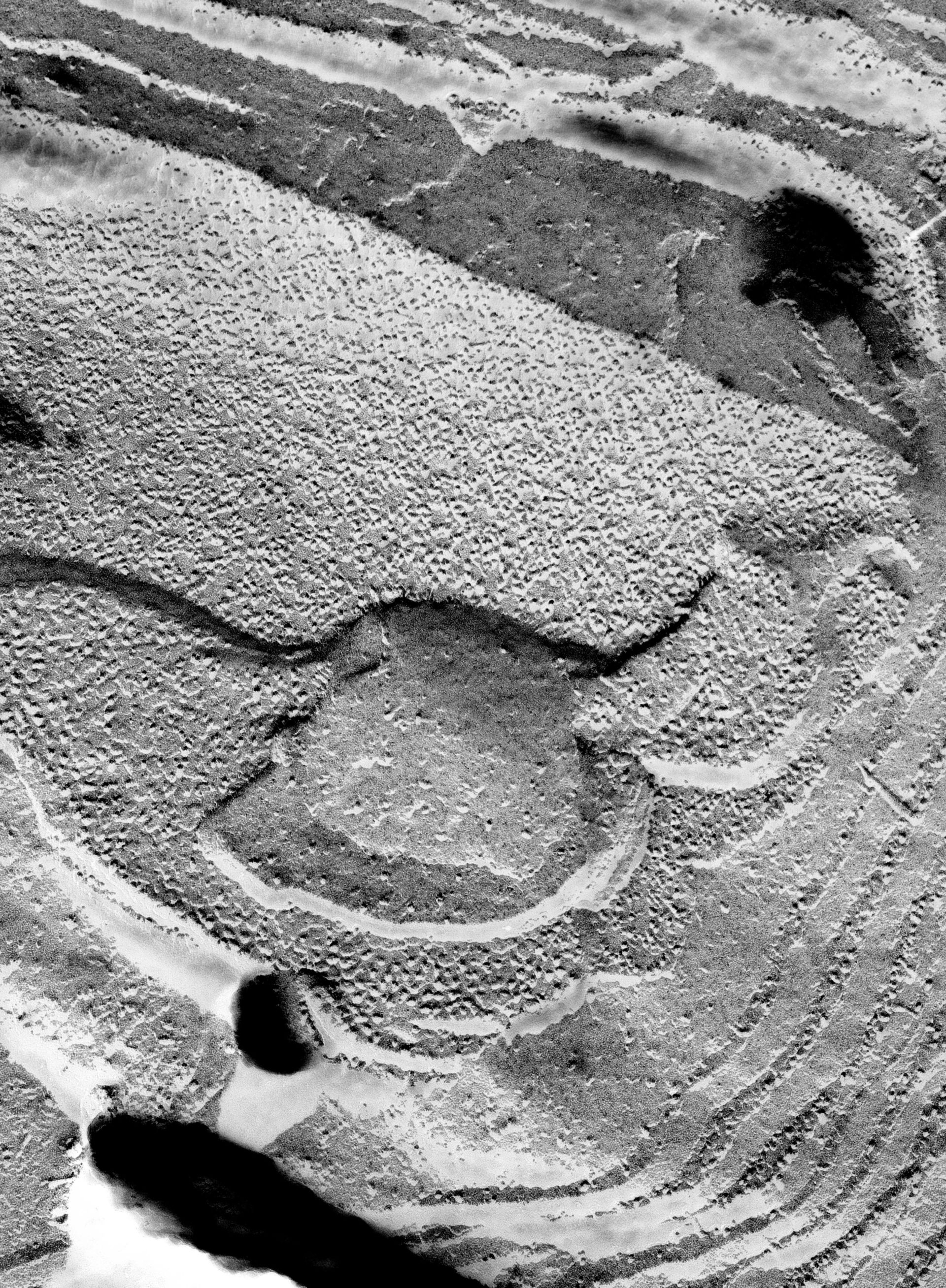 Prochloron (Thylakoid) - CIL:24581