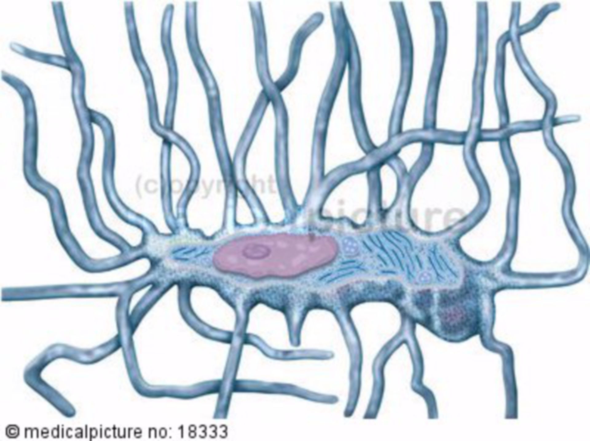  Knochenzelle, Osteozyt 
