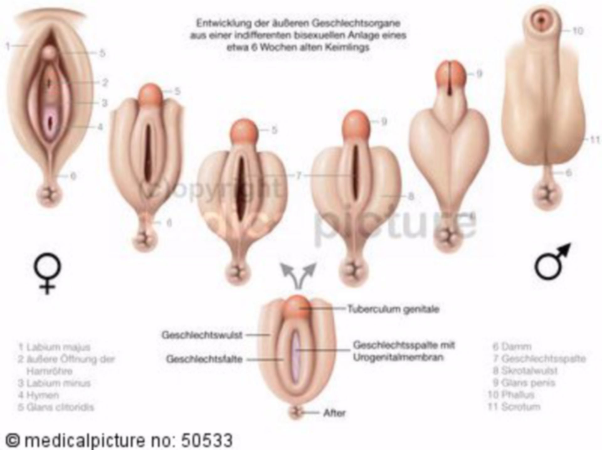 Development of the external sexual organs into male and female forms (labeled)