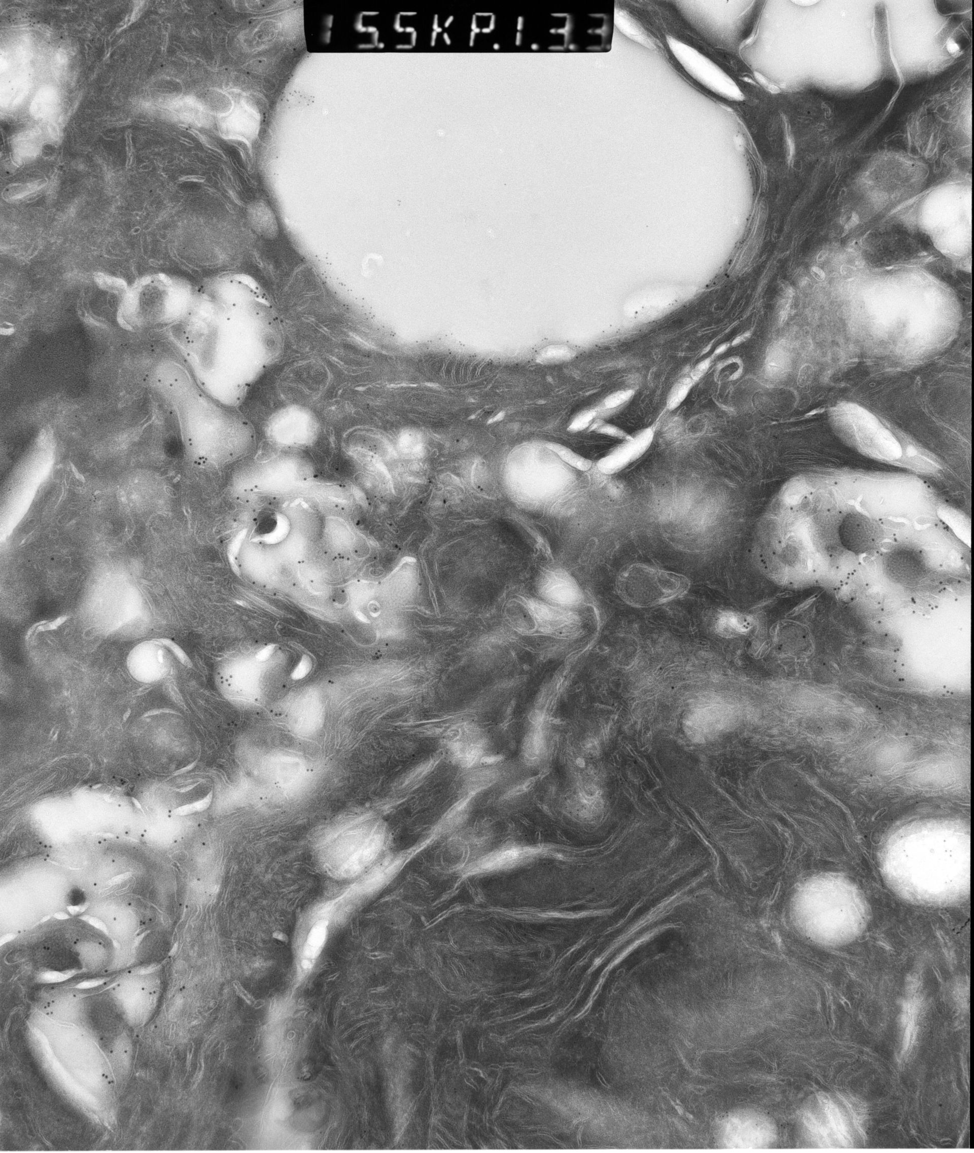 Rattus rattus (Mitochondrion) - CIL:12911