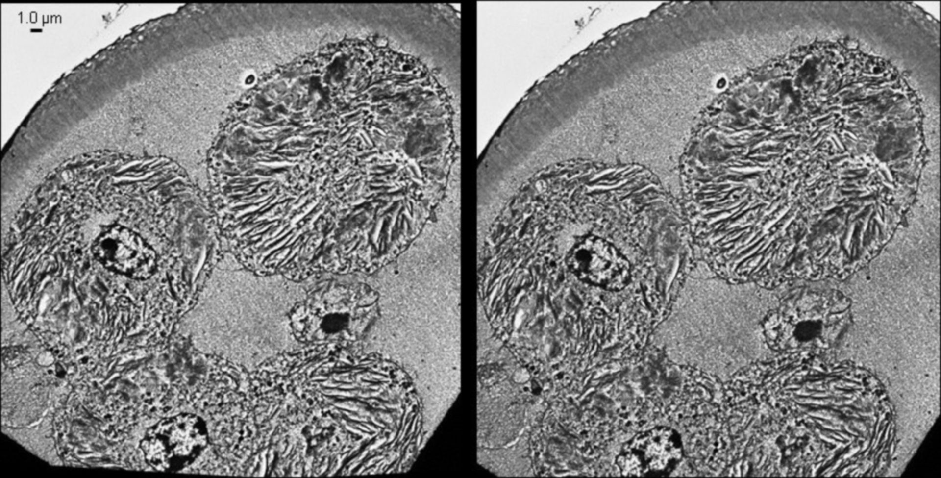 Mesocricetus auratus (Intermediate filament cytoskeleton) - CIL:40673