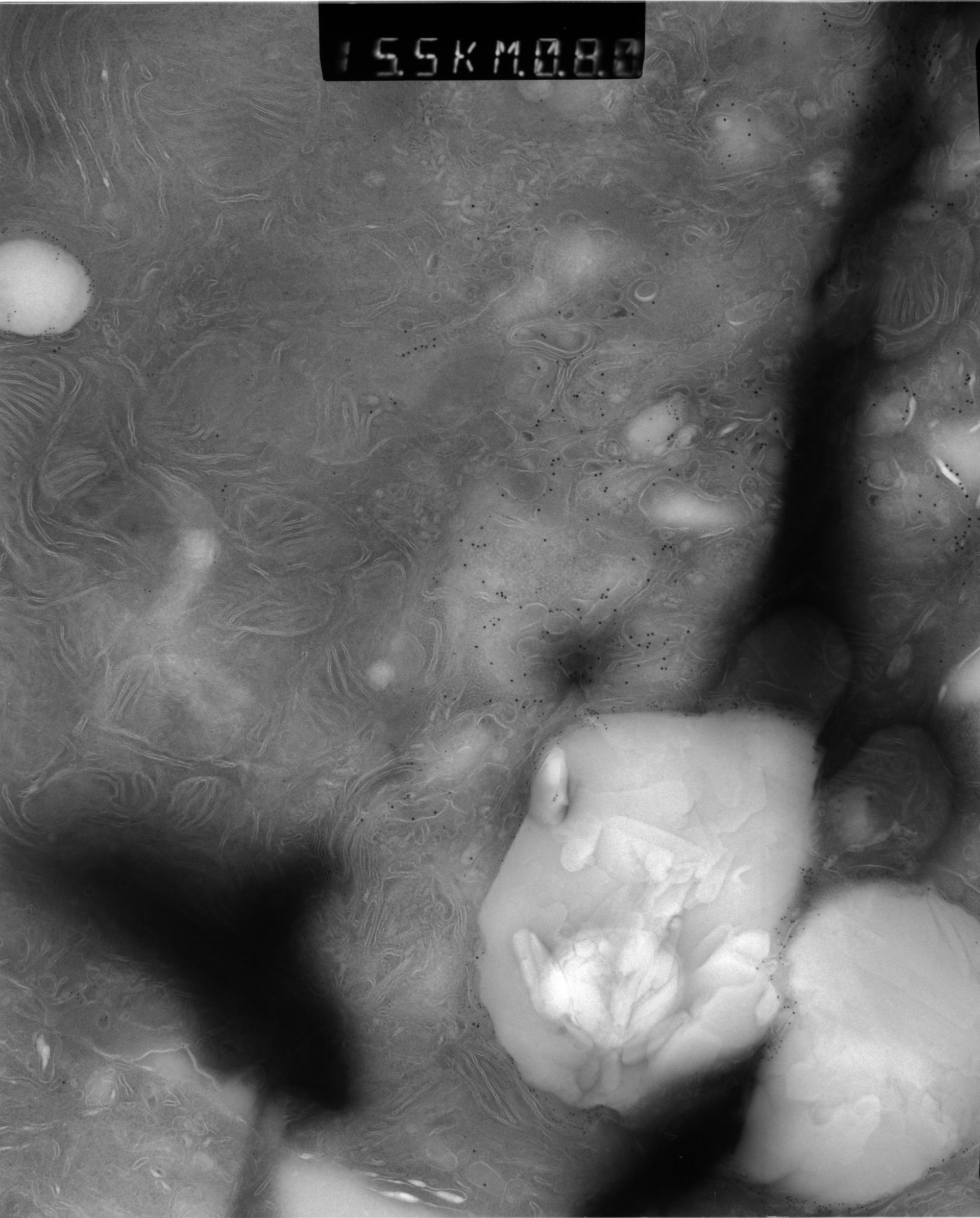 Rattus rattus (Mitochondrion) - CIL:12947