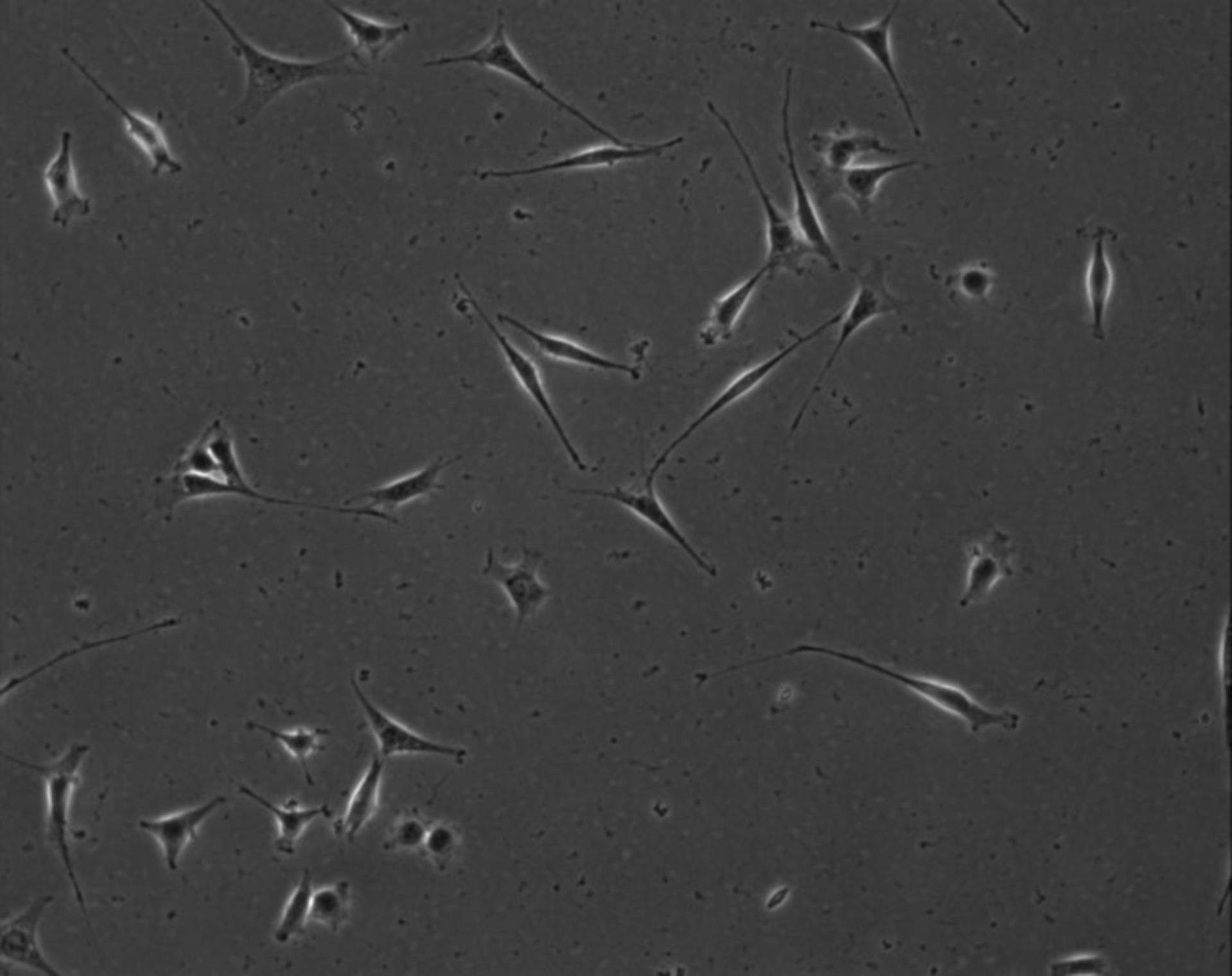 Mus musculus (Extracellular matrix part) - CIL:8879