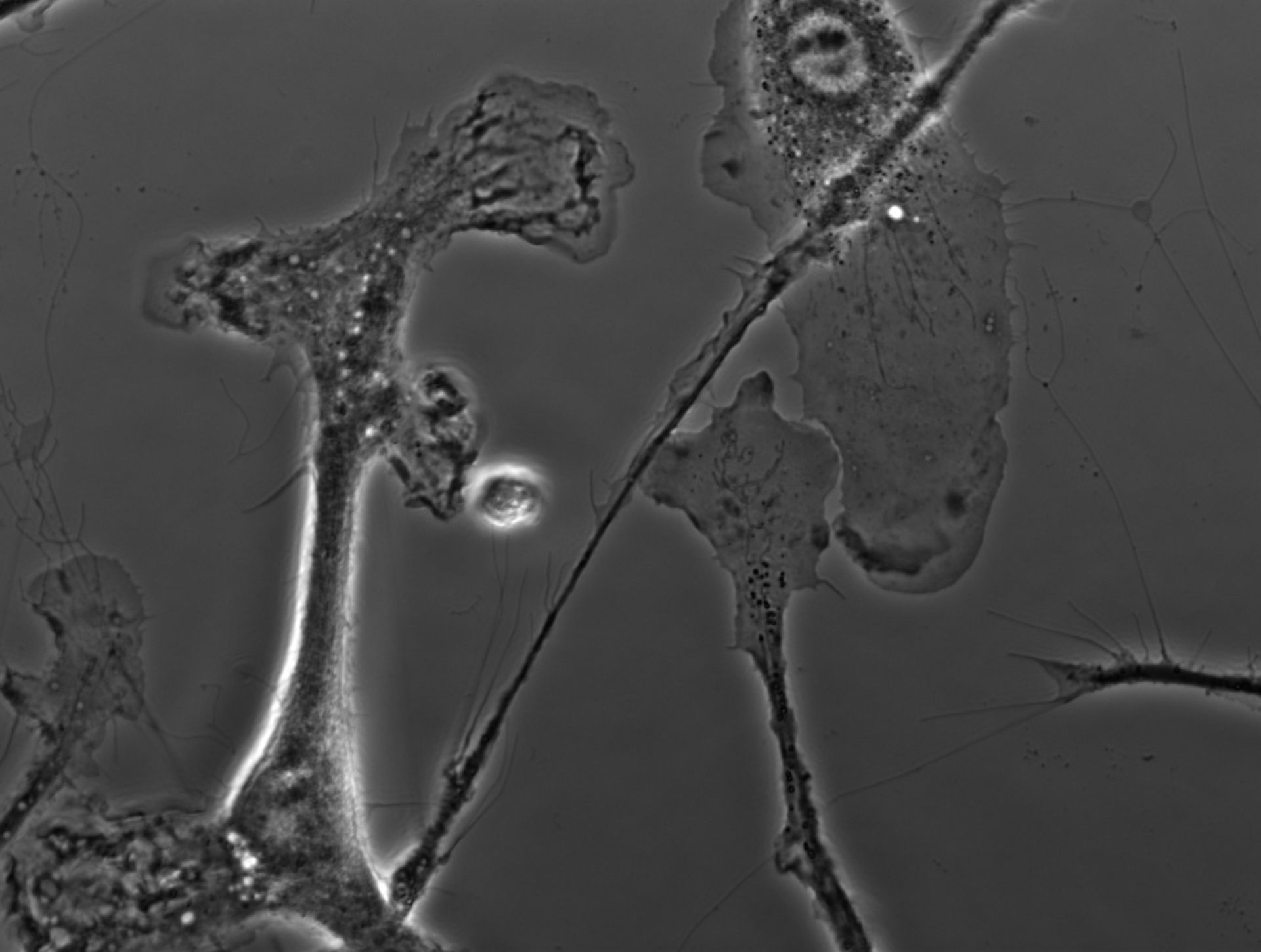 Mus musculus (Ruffle membrane) - CIL:35129