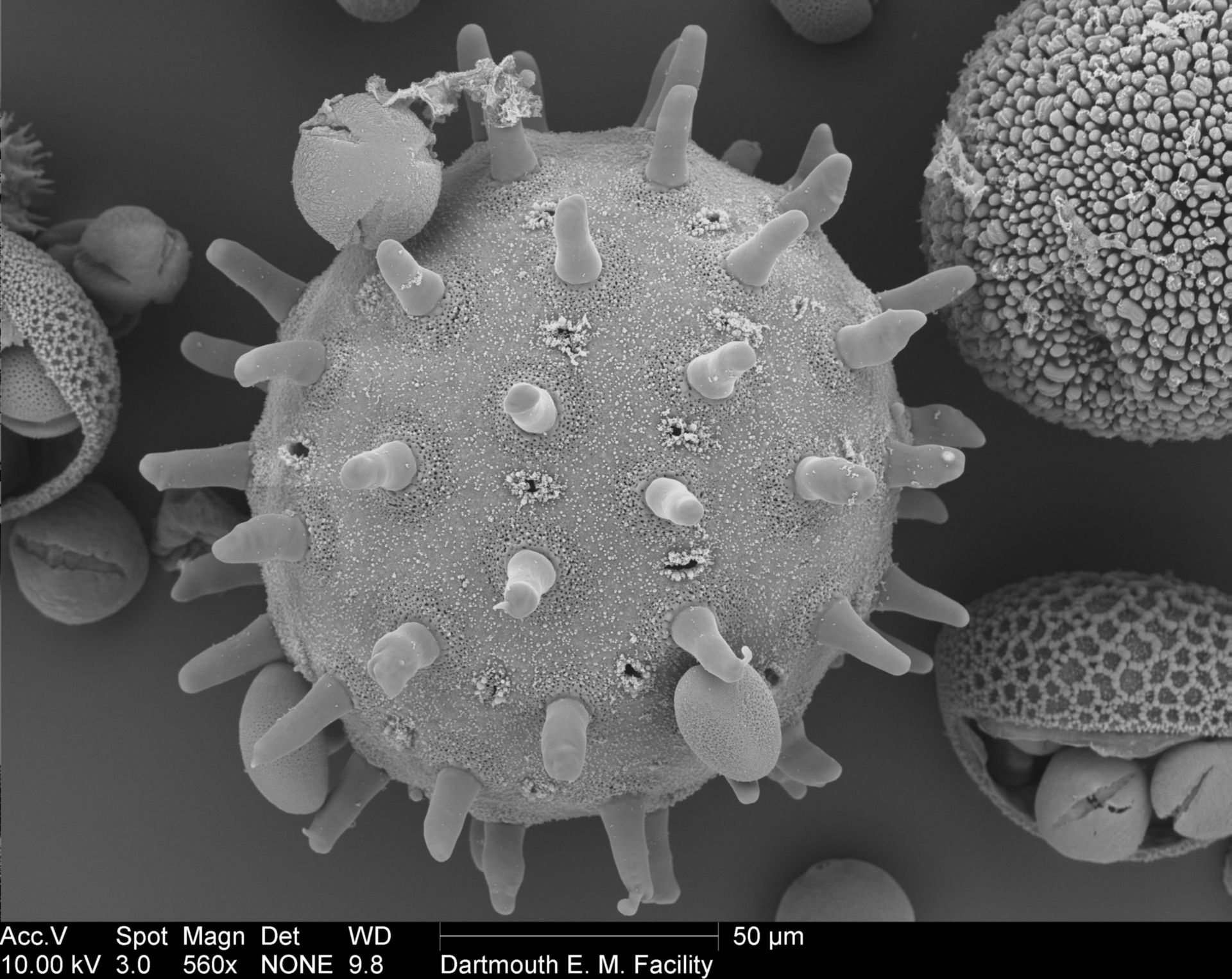 Hibiscus (Pollen wall) - CIL:40336
