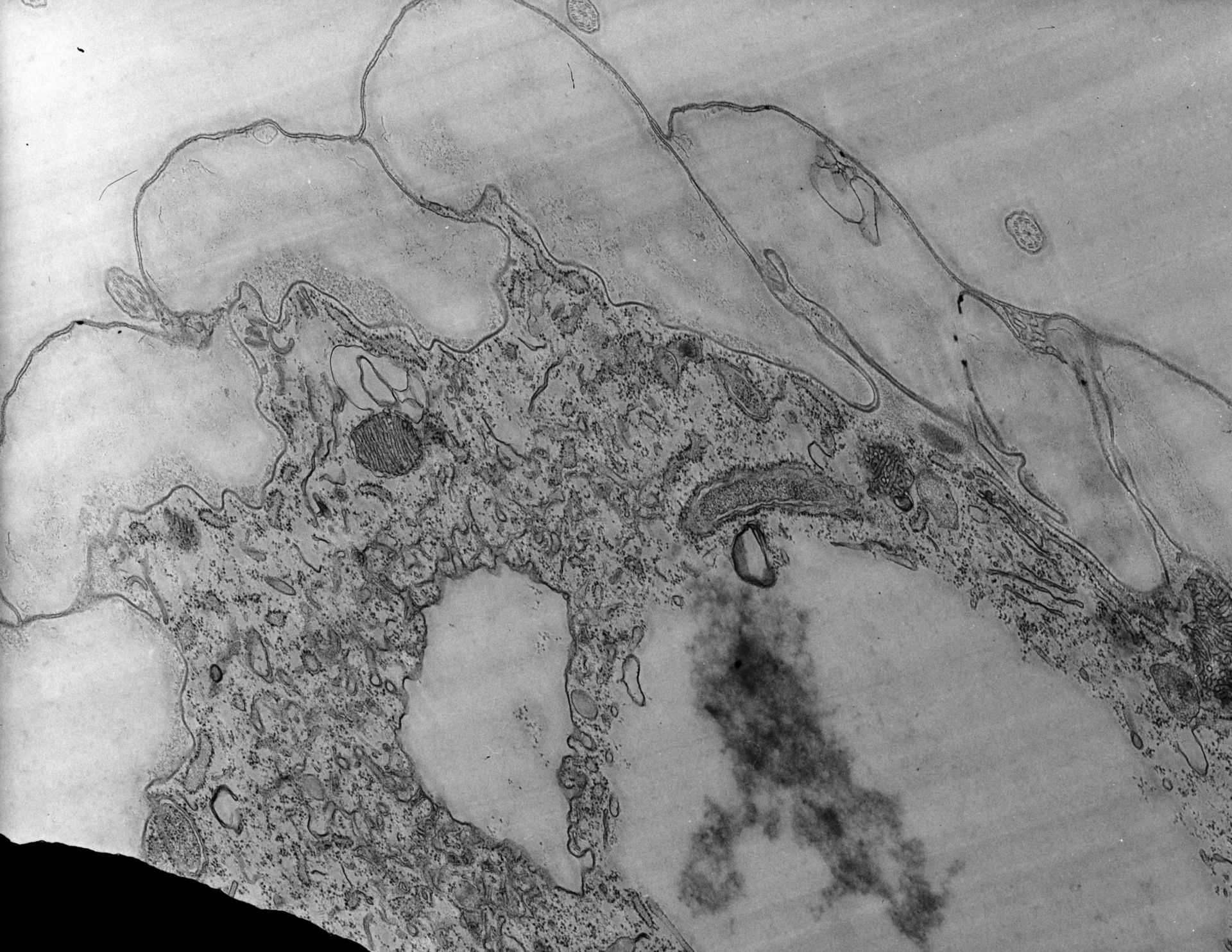 Coleps hirtus (Cortical membranes) - CIL:9253