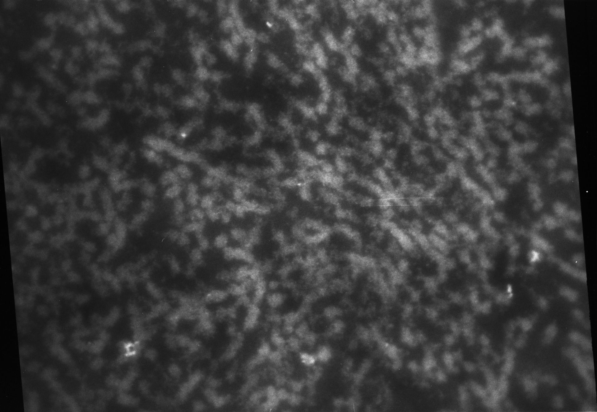 Patiria miniata (Nuclear chromatin) - CIL:769