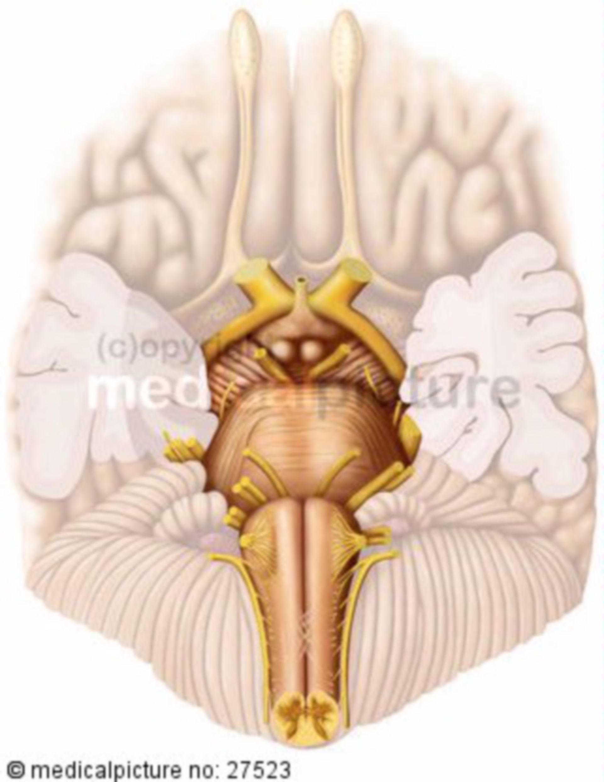 Cerebral base with cranial nerves