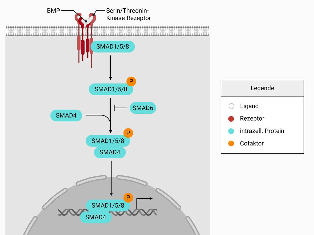 Knochenmorphogenetische Proteine (BMP) Signalweg