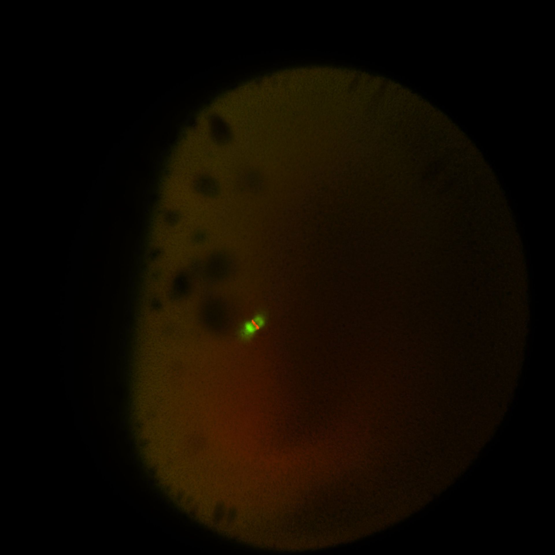 Xenopus laevis (DNA) - CIL:36556