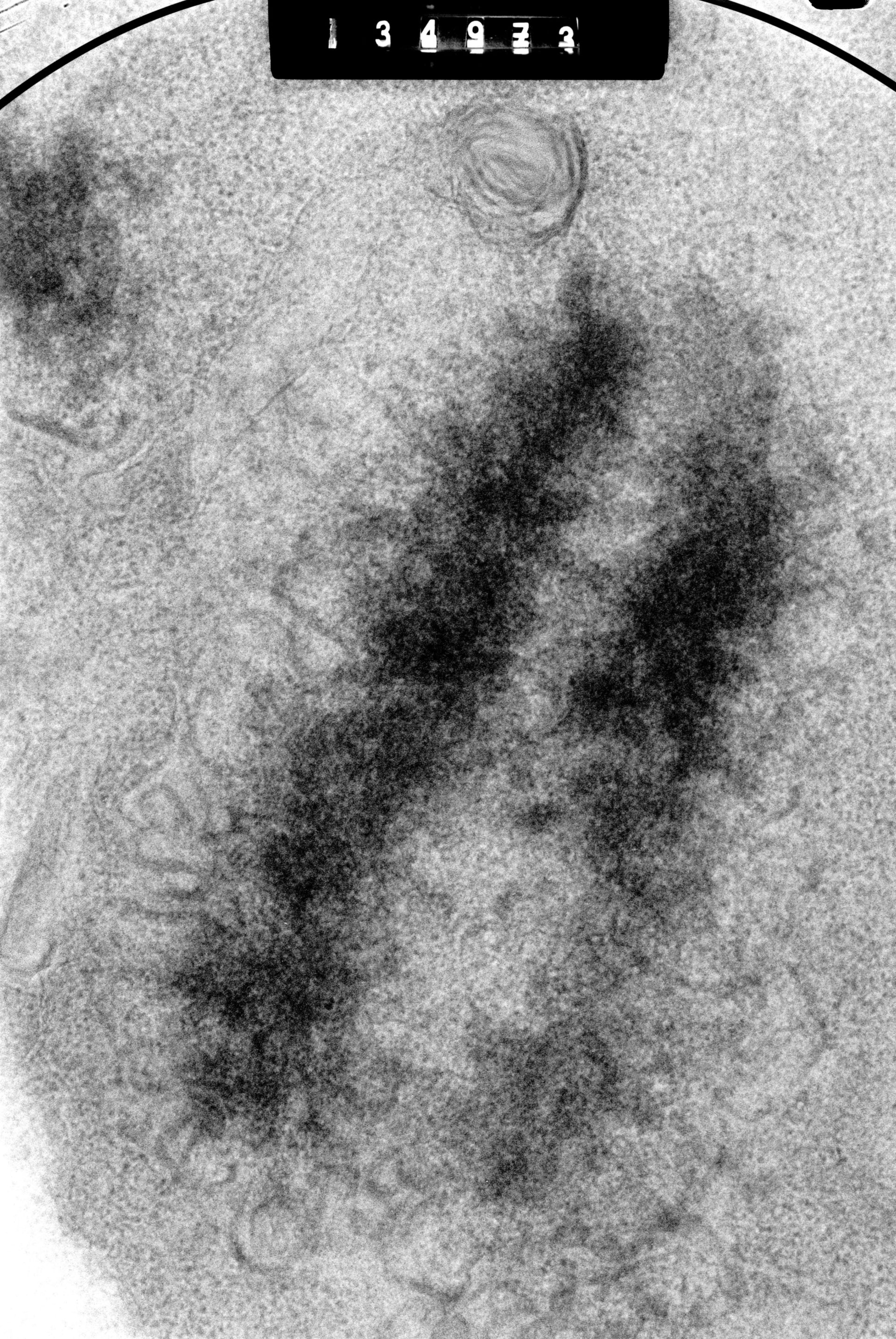Cricetulus griseus (Nuclear chromosome) - CIL:41729
