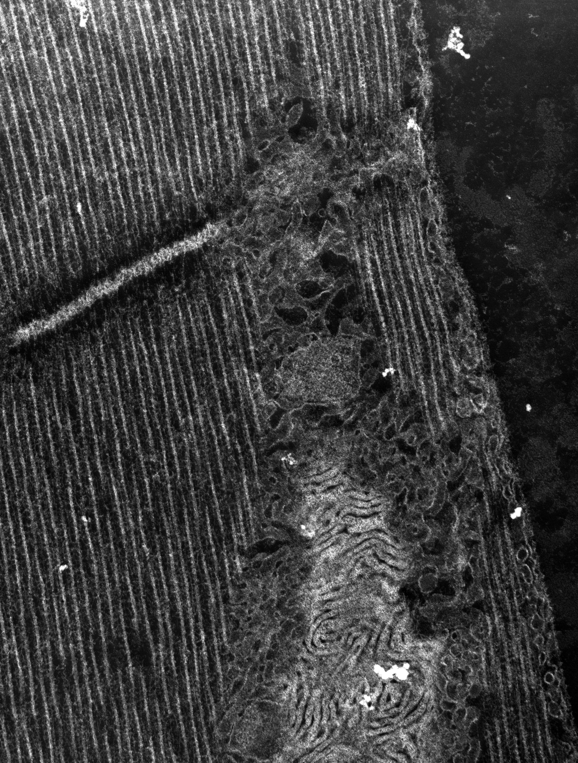 Damselfly (T-tubule) - CIL:37379