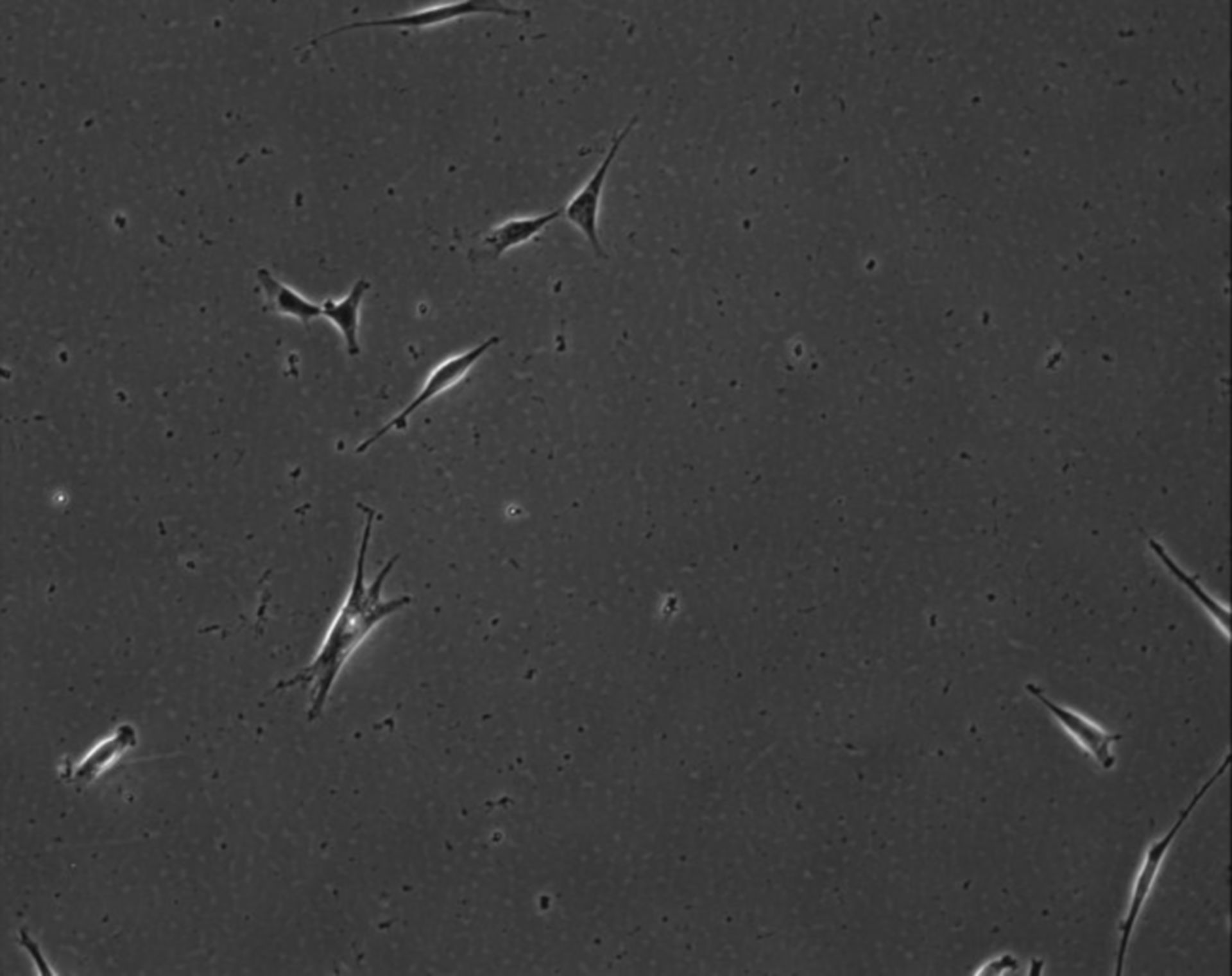 Mus musculus (Extracellular matrix part) - CIL:9005