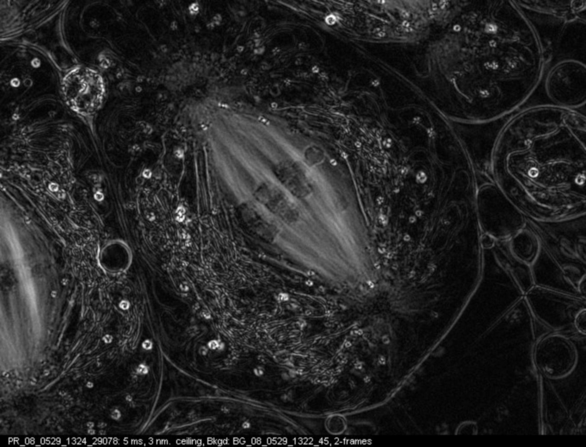 Nephrotoma suturalis (Nuclear chromosome) - CIL:12028