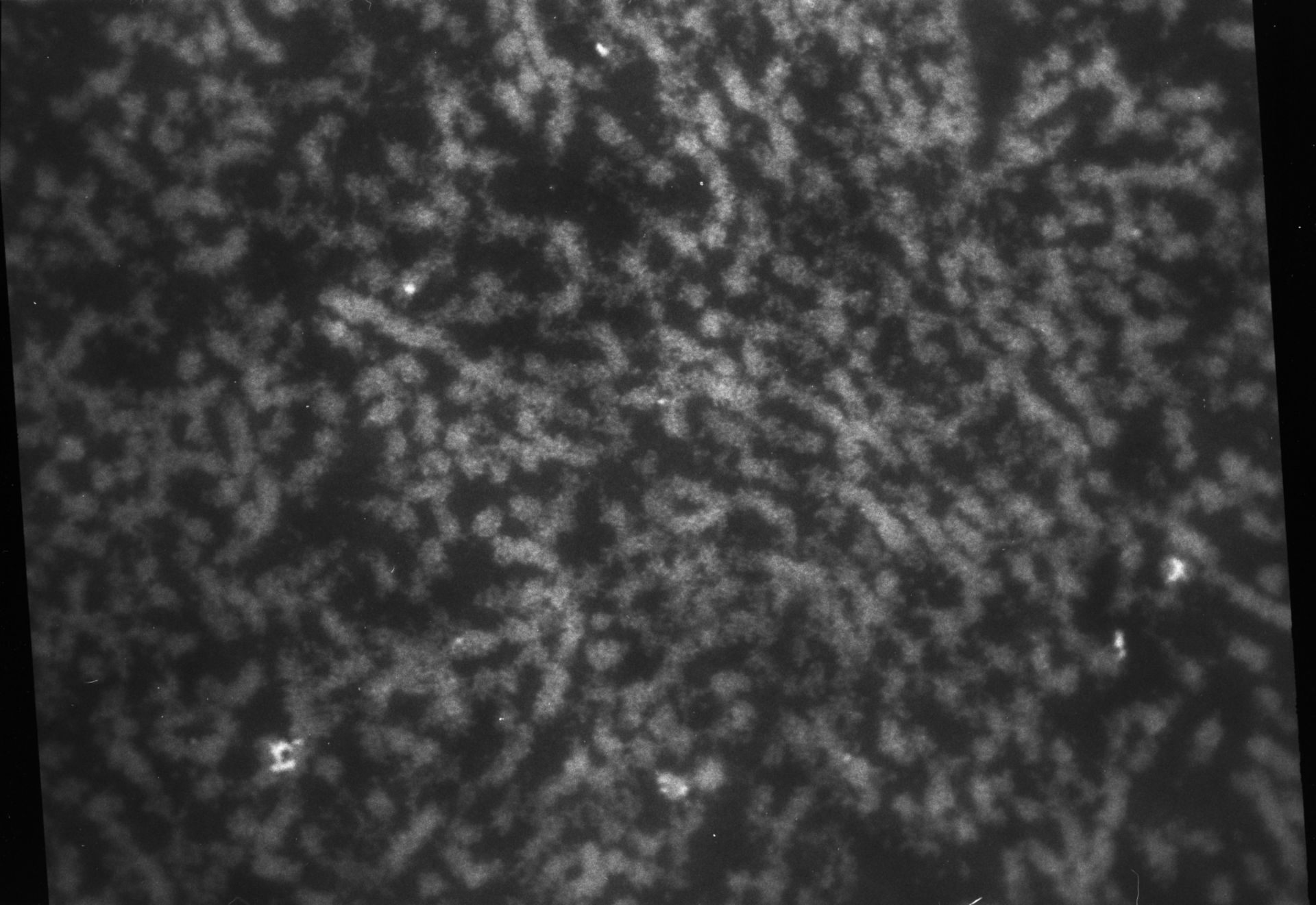 Patiria miniata (Nuclear chromatin) - CIL:768