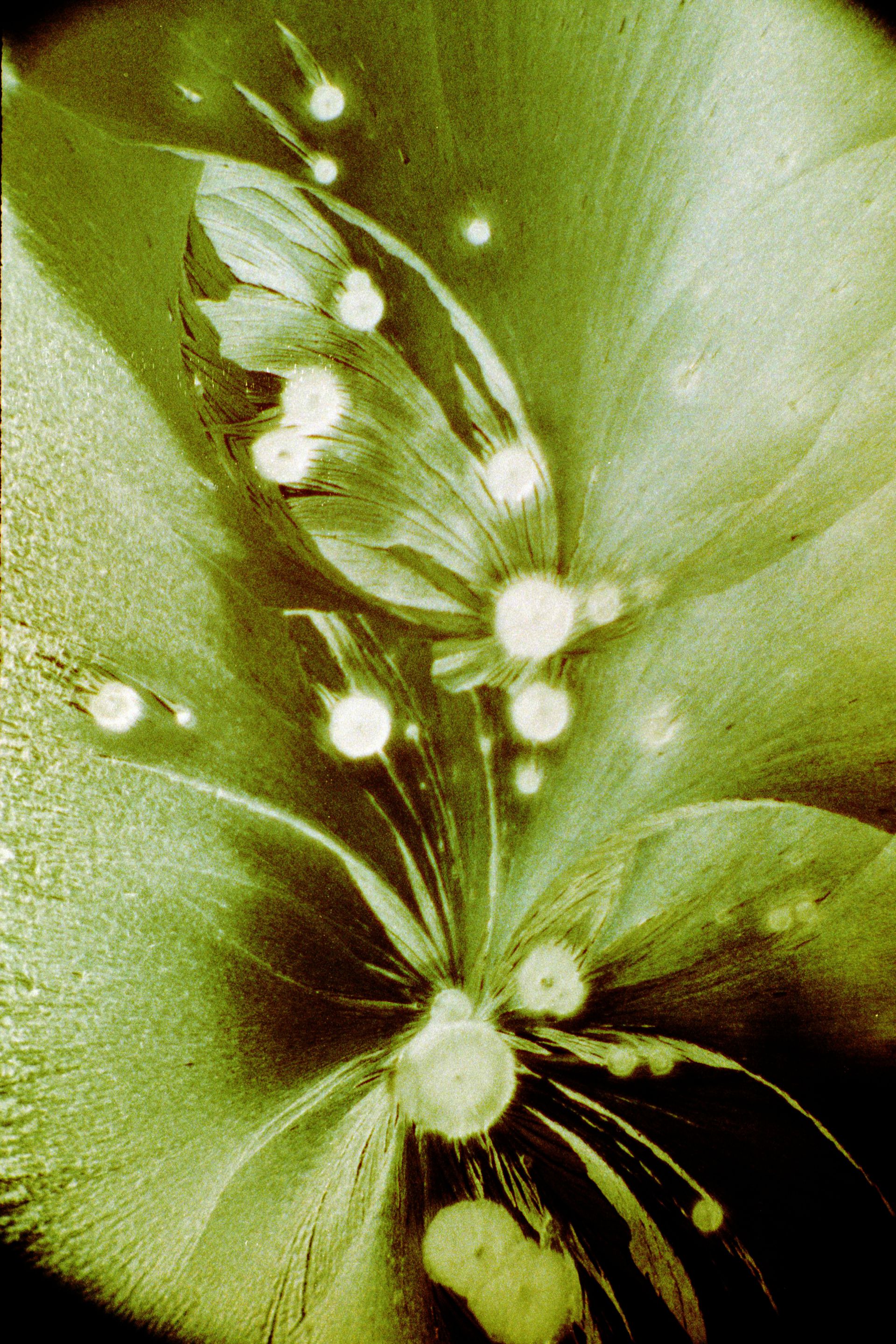 Thiourea + Carbaethopendezinium bromatum