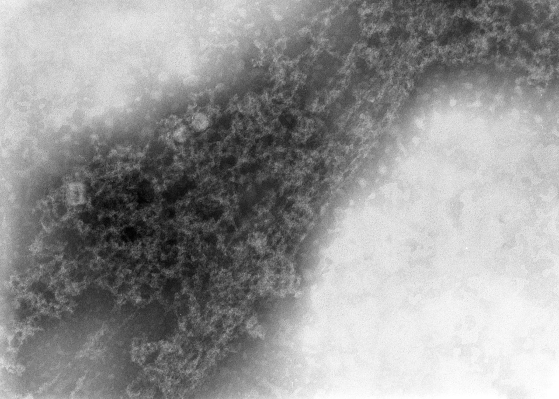 Notopthalmus viridescens (Nuclear chromatin) - CIL:7357