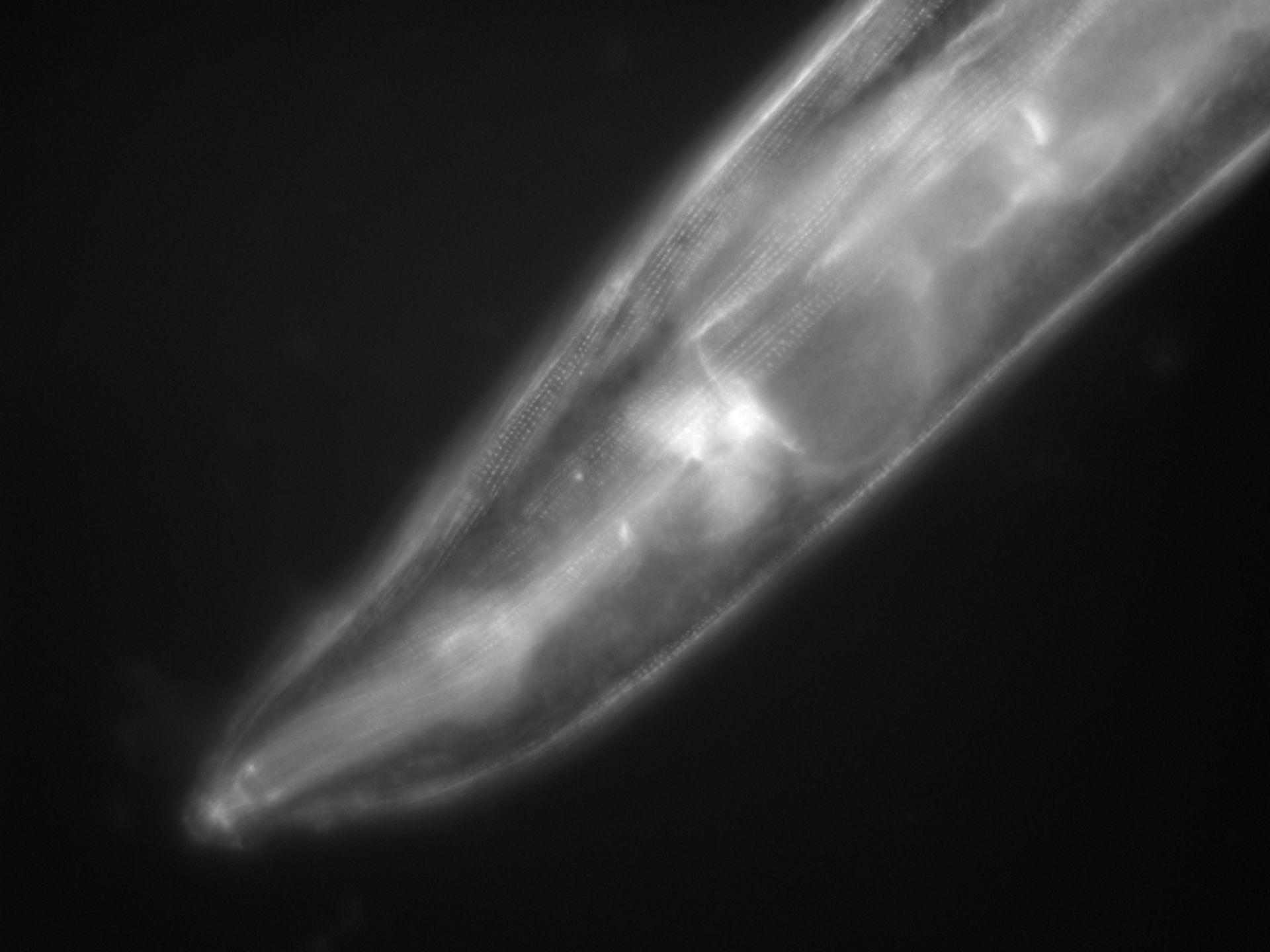 Caenorhabditis elegans (Actin filament) - CIL:1133