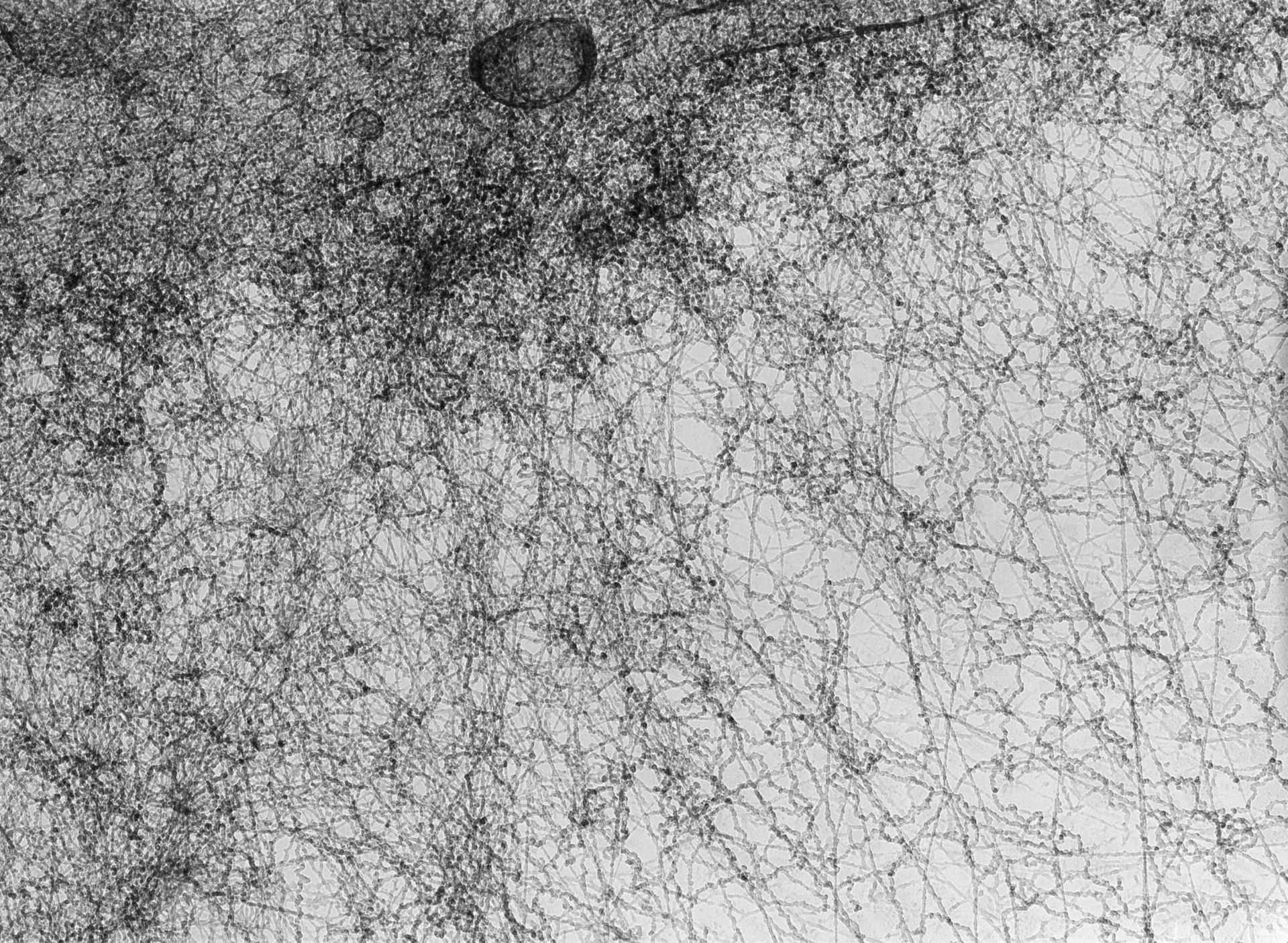 Notopthalmus viridescens (Nuclear chromatin) - CIL:9925