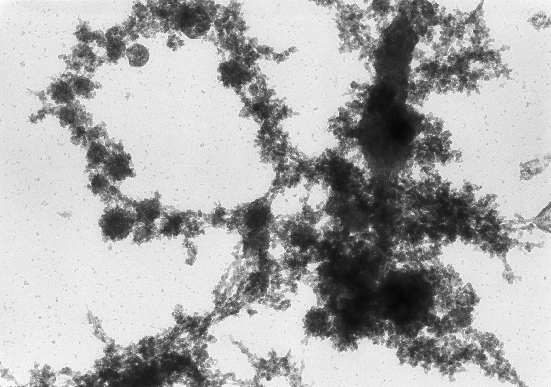 Notophthalmus viridescens (Lampbrush chromosomes) - CIL:10711