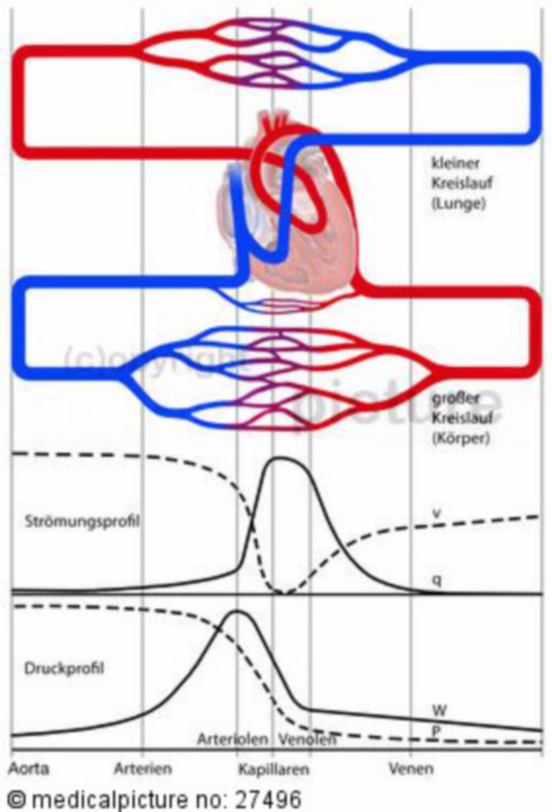 Blood circulation, pressure profile, flow pattern