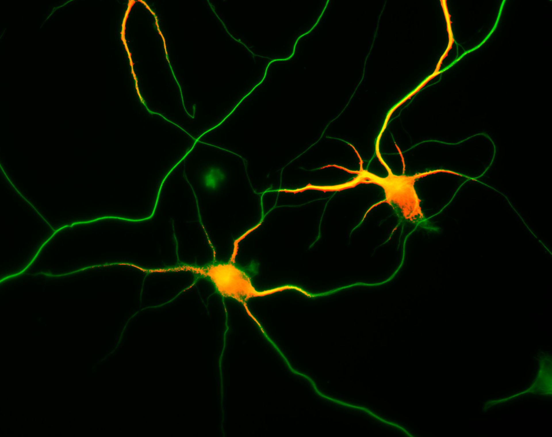Rattus (Dendrite) - CIL:8263
