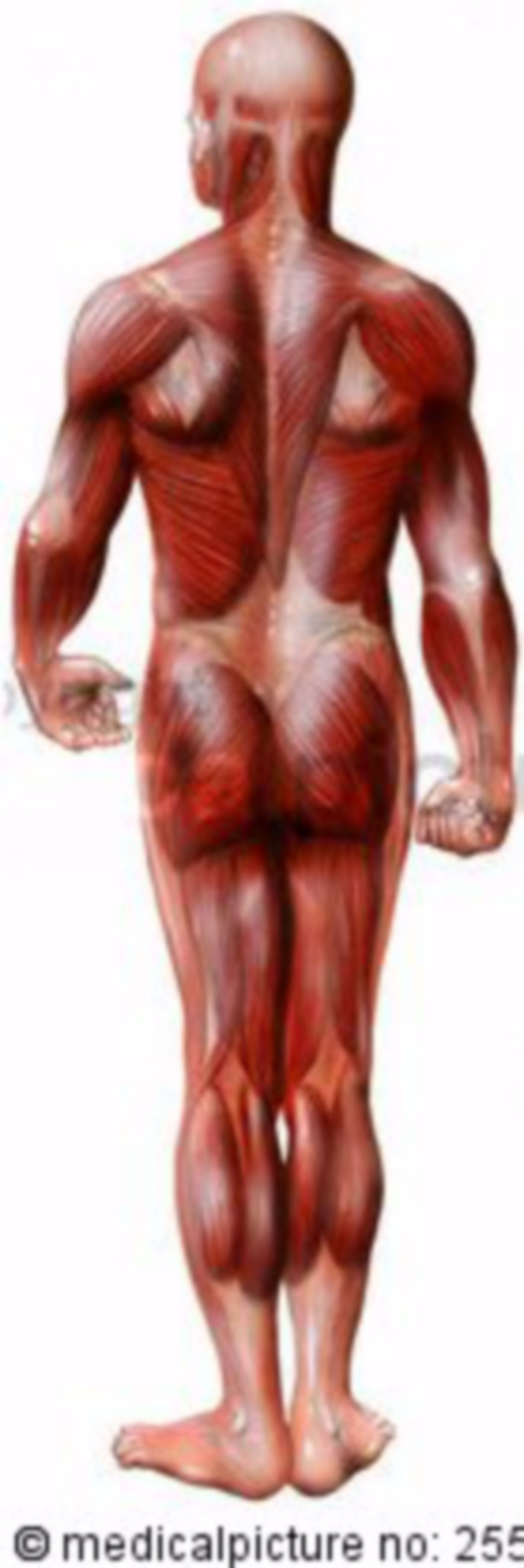Human skeletal muscles