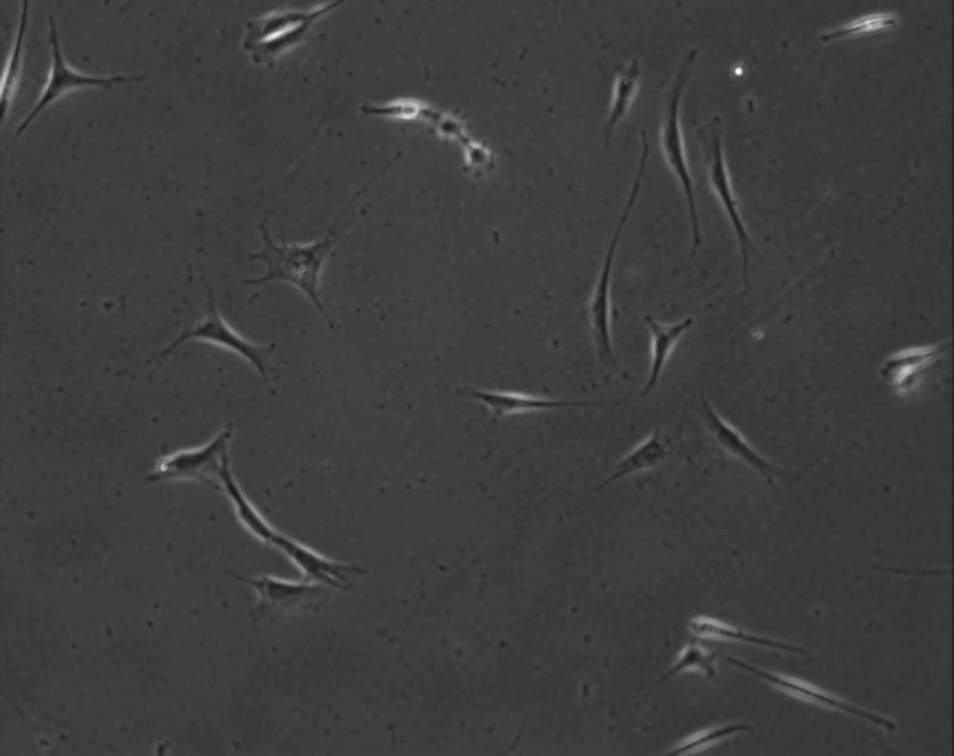 Mus musculus (Extracellular matrix part) - CIL:7905