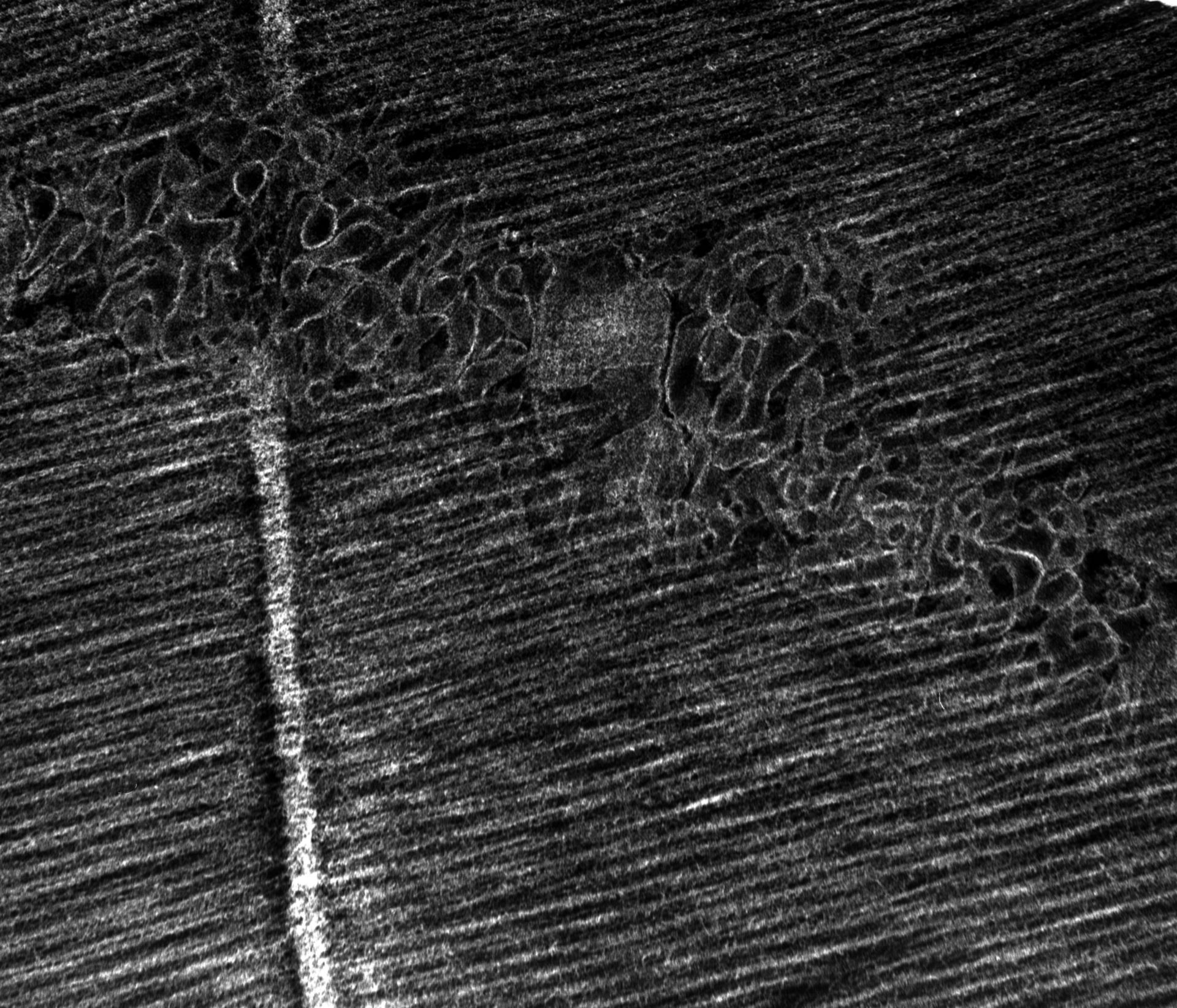Damselfly (T-tubule) - CIL:37366