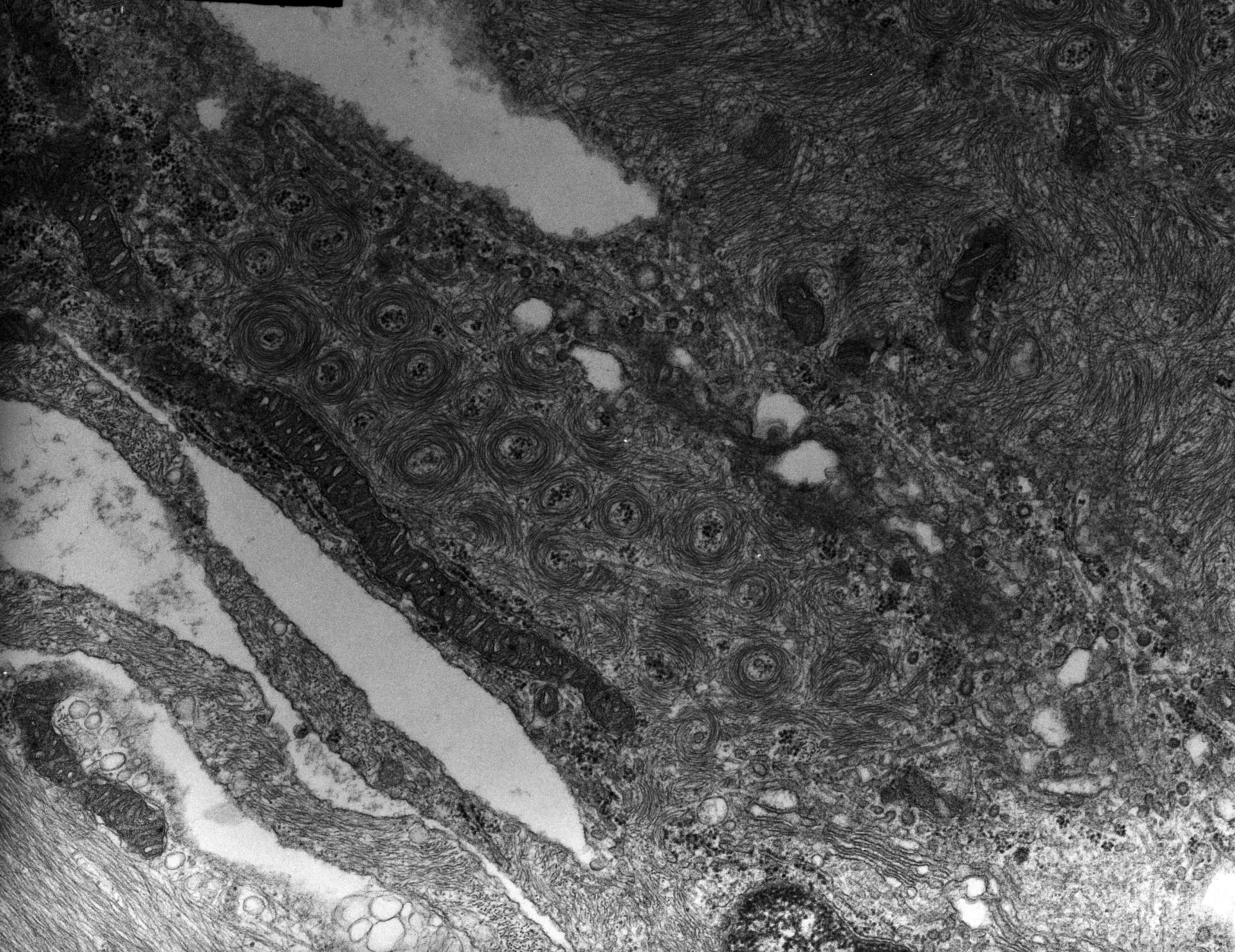 Rana catesbeiana (Plasma membrane) - CIL:10003