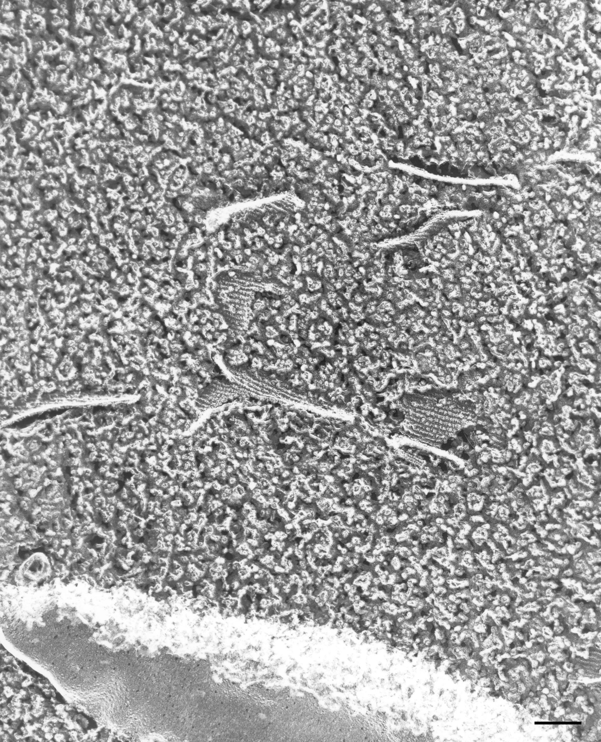 Paramecium multimicronucleatum (Vesicle lumen) - CIL:36750