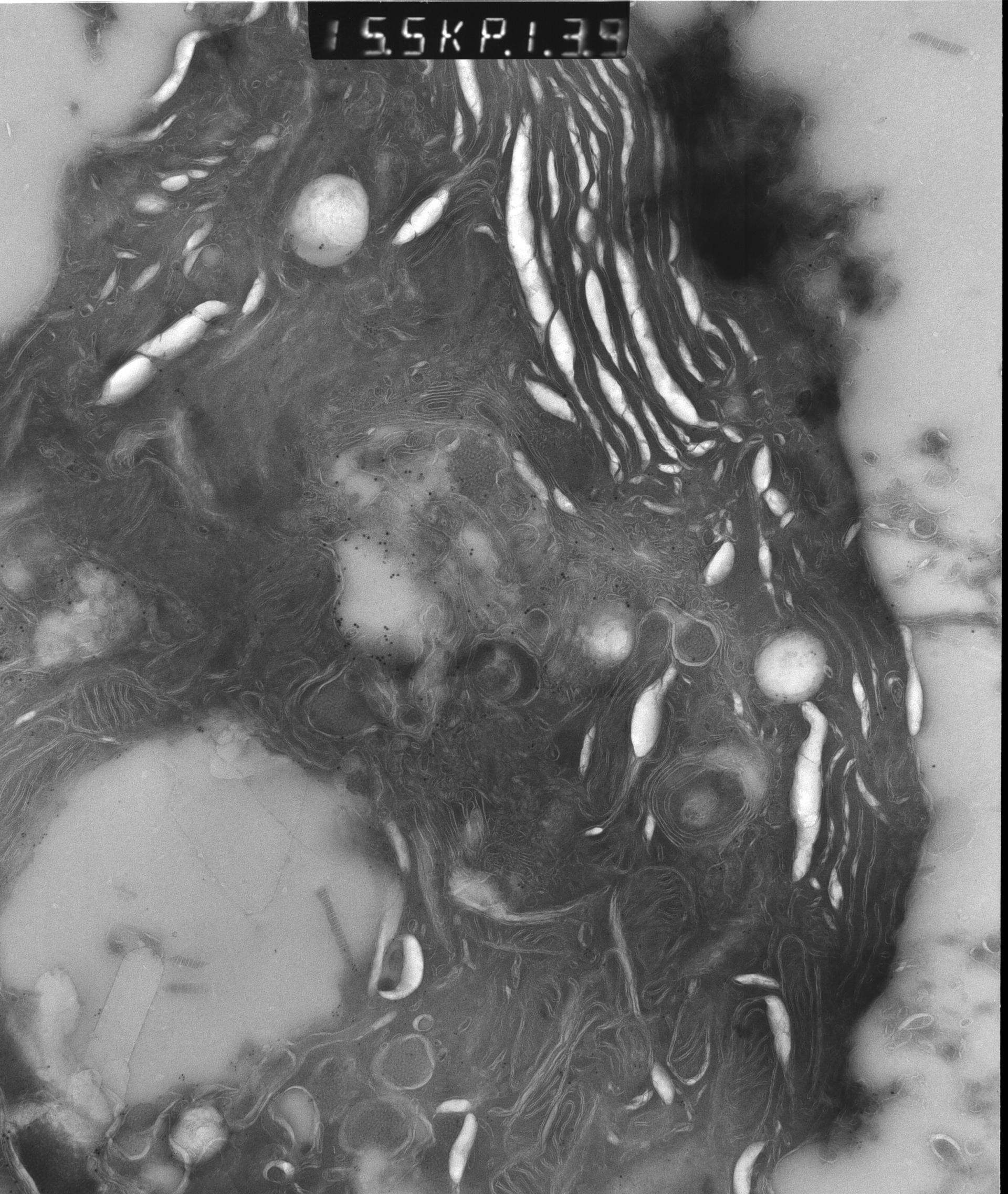 Rattus rattus (Mitochondrion) - CIL:12917