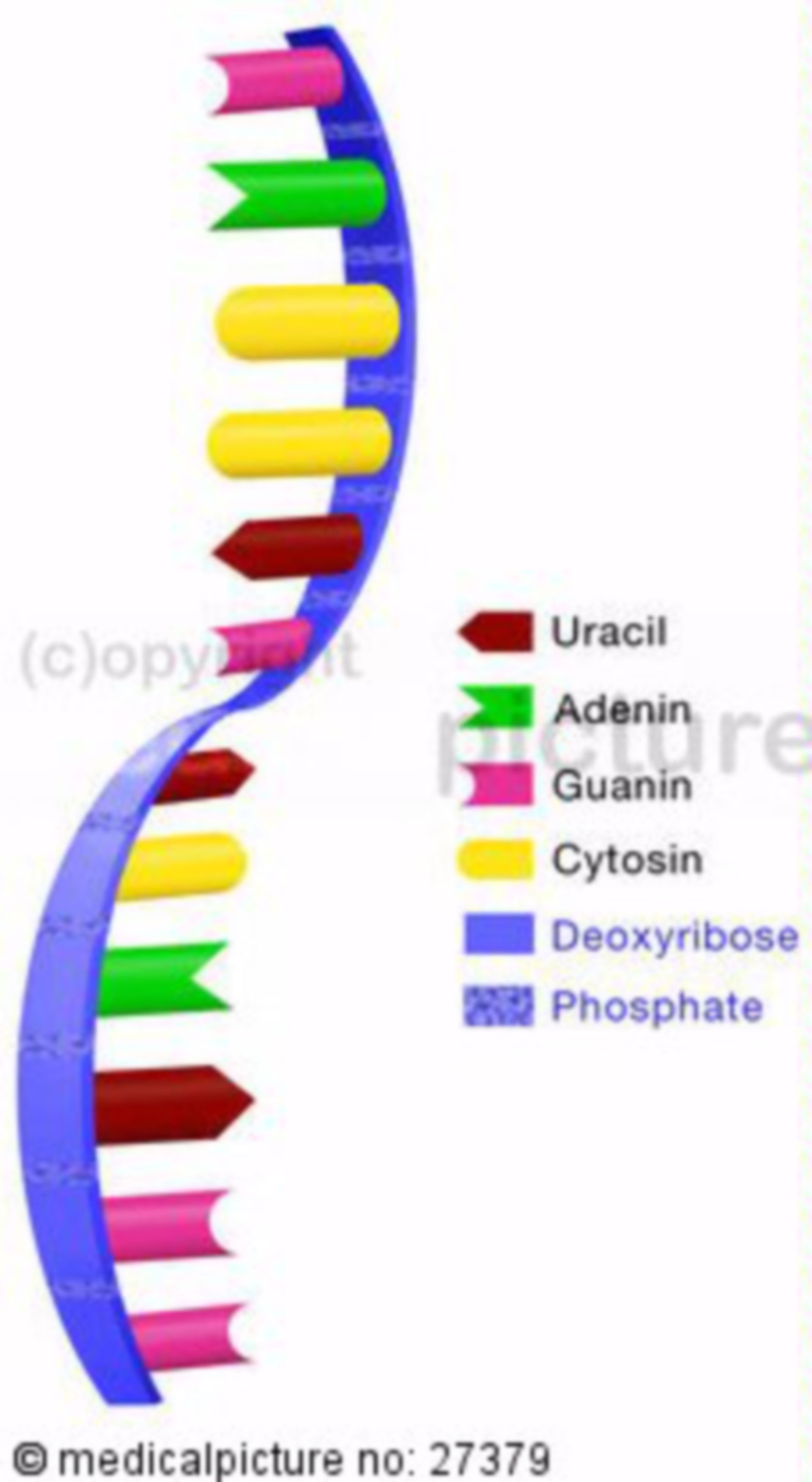 RNA-Struktur