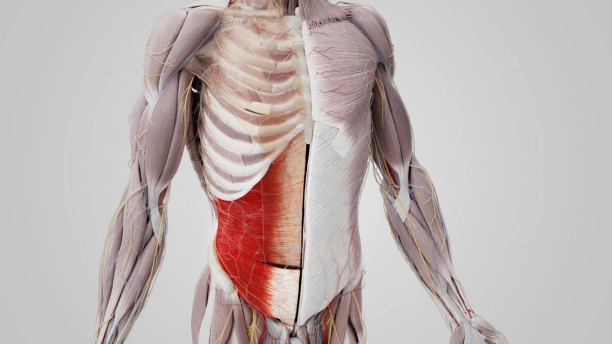 Musculus transversus abdominis