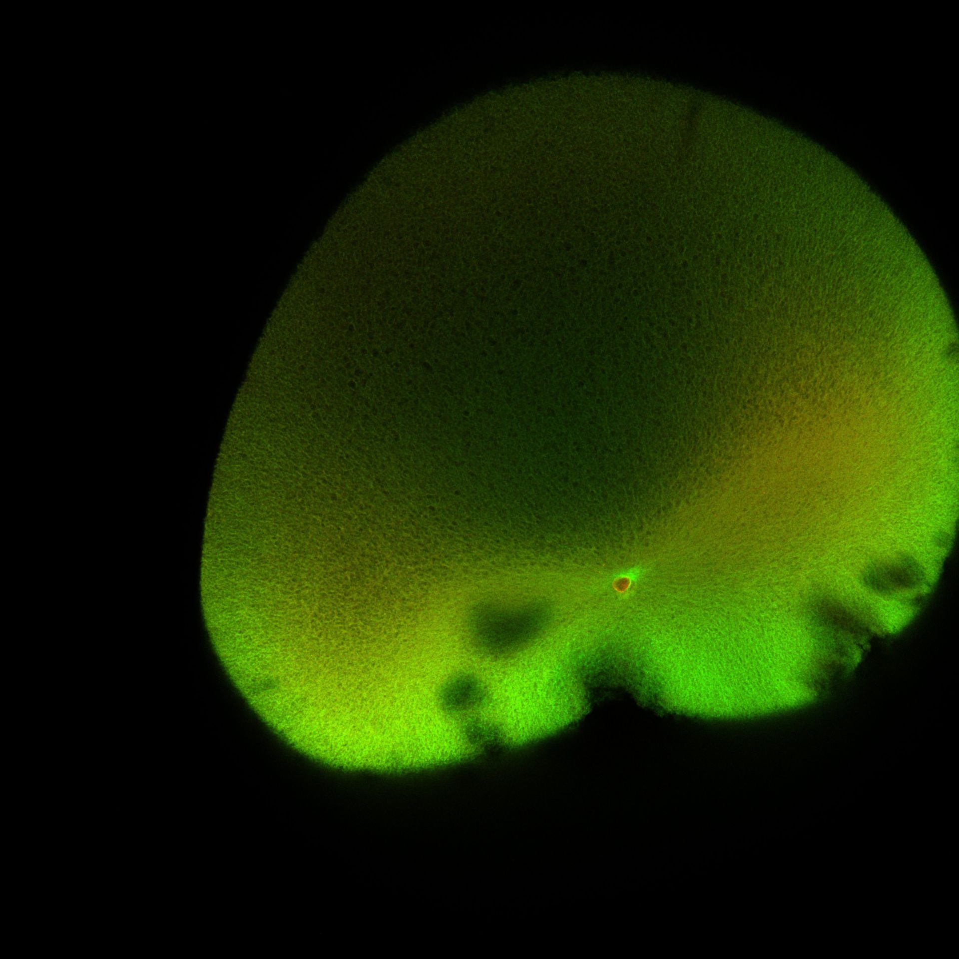 Xenopus laevis (DNA) - CIL:36523