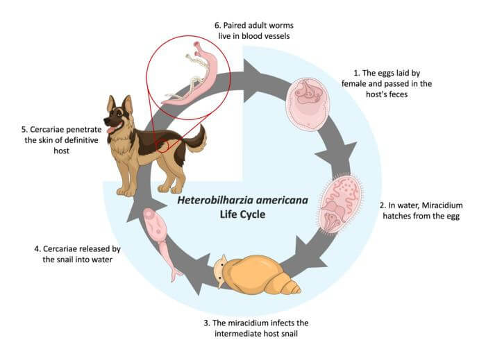 low-res_figure_1_h._americana_life_cycle_original.jpg