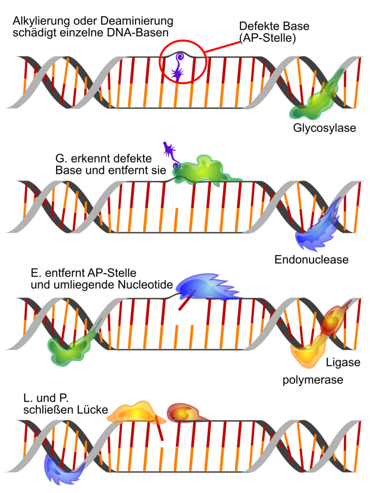 DNA-Reparatur (Schema)