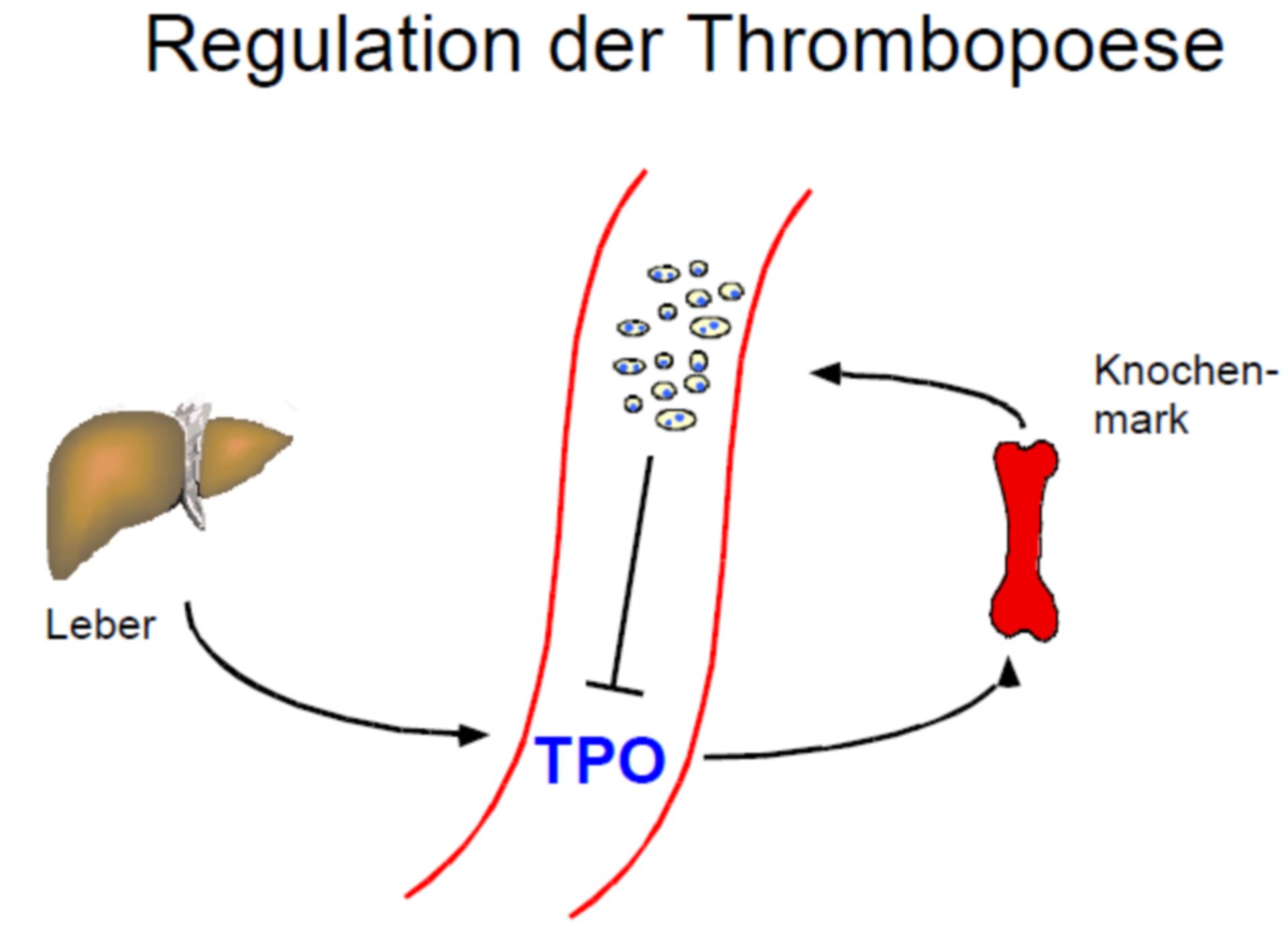 Regulation der Thrombopoese