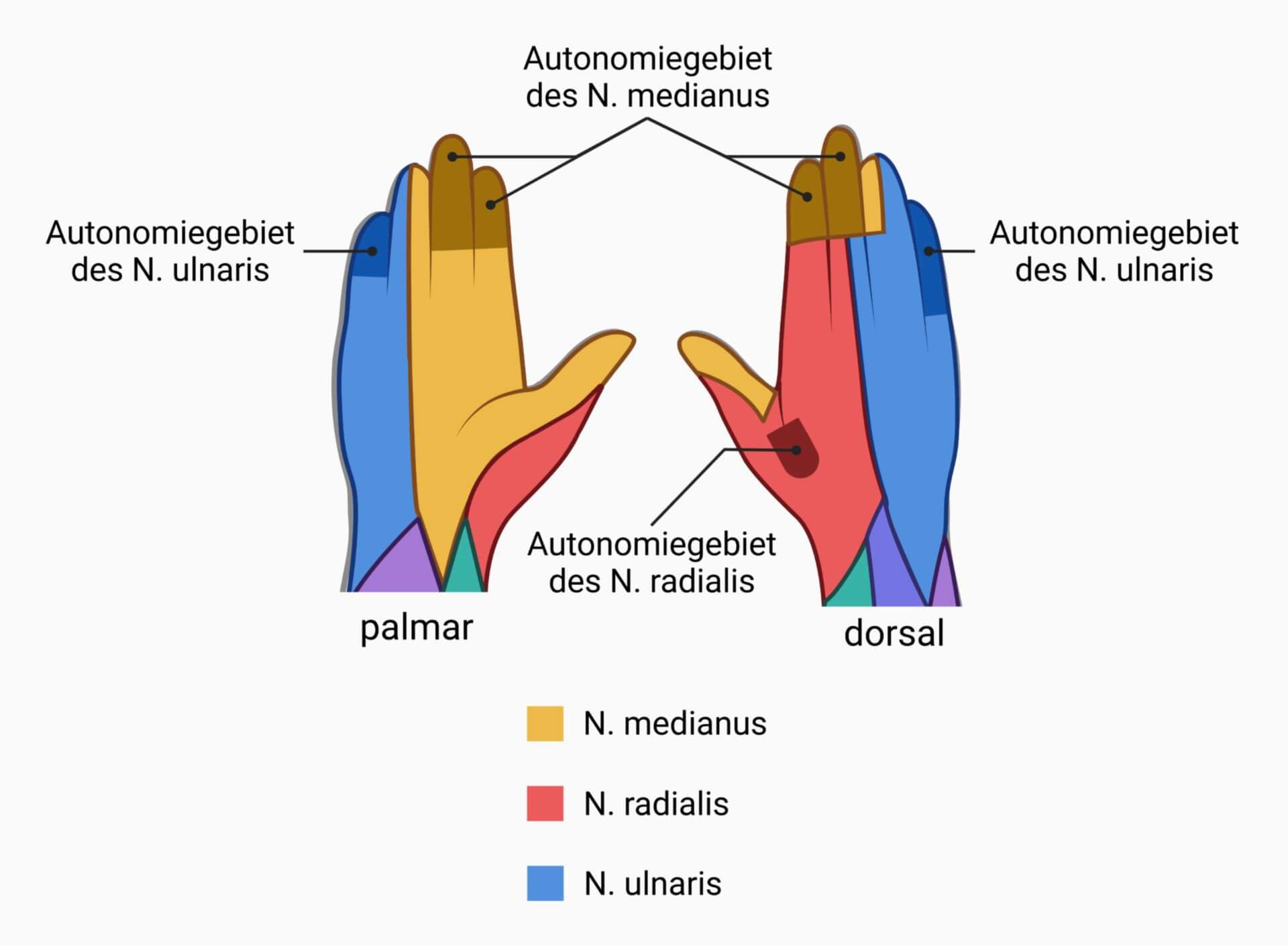 Innervationsmuster der Hand