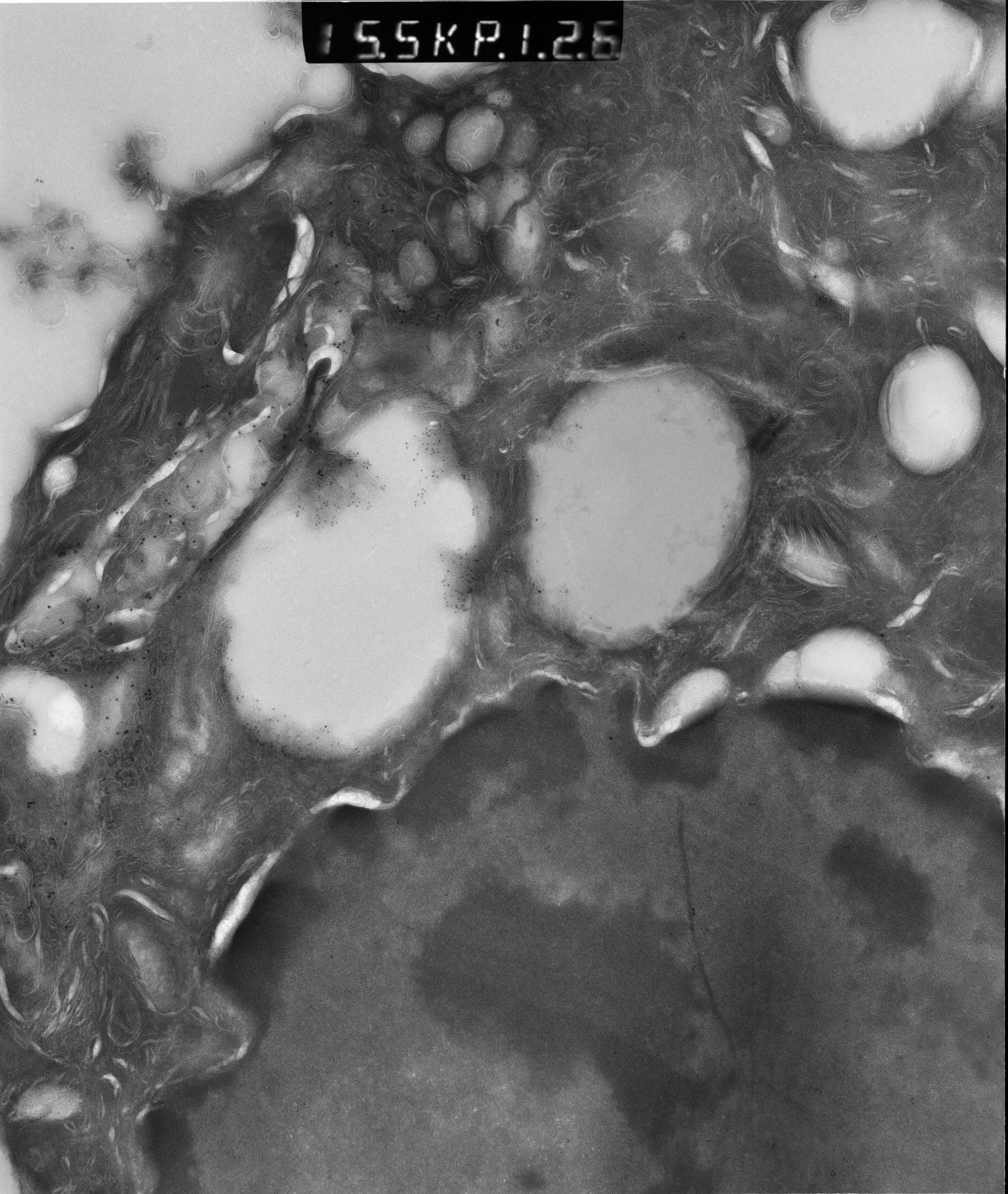 Rattus rattus (Mitochondrion) - CIL:12904