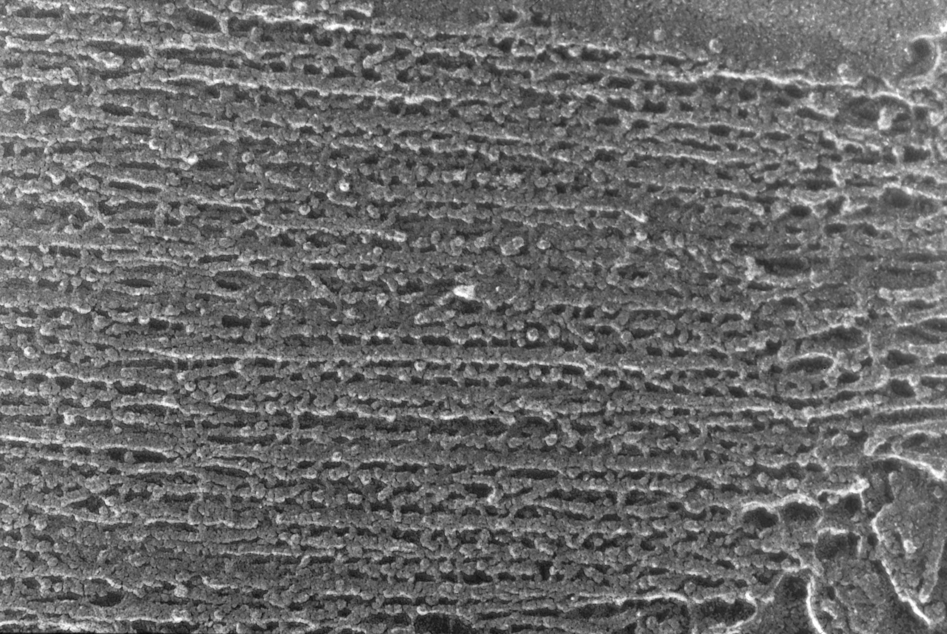 Oryctolagus cuniculus (Cytoskeleton) - CIL:1453