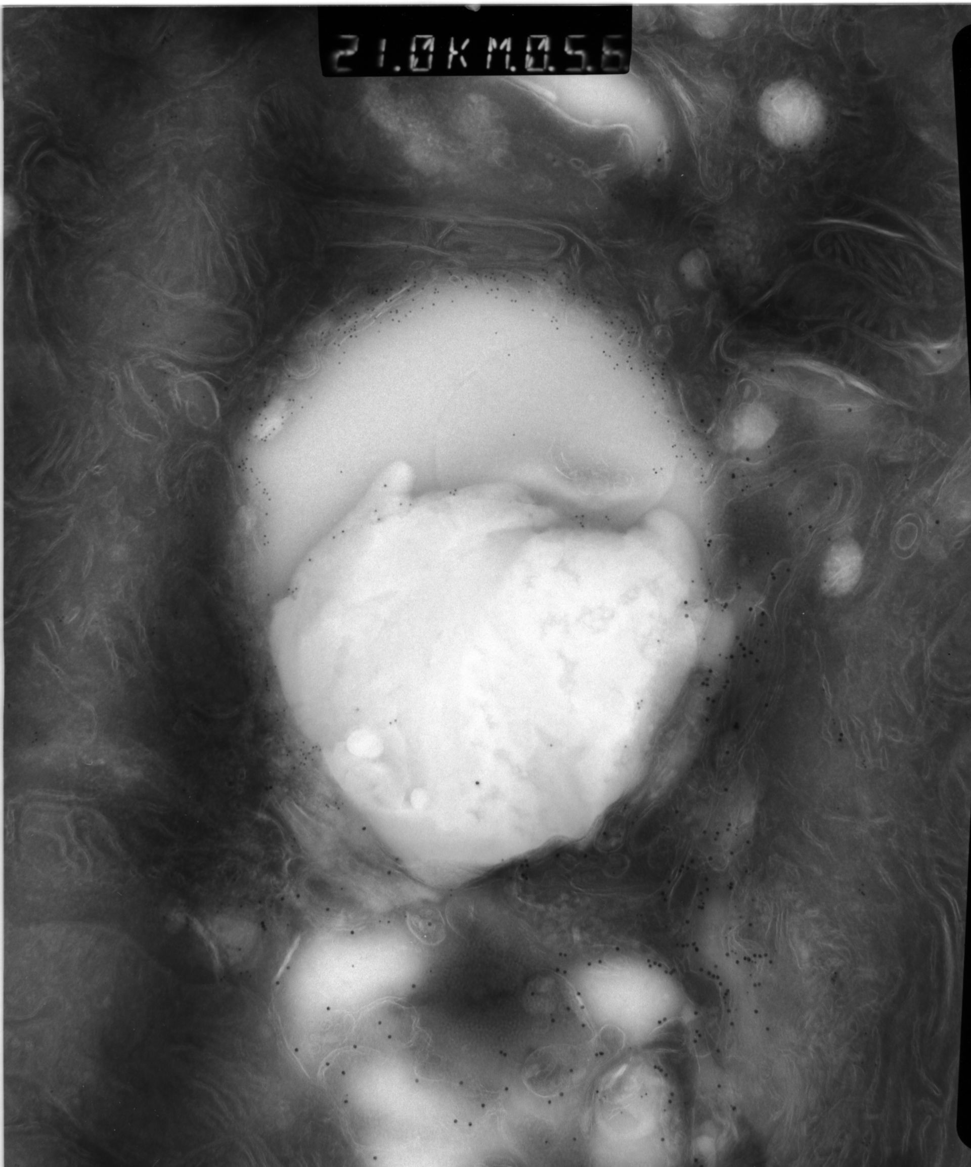 Rattus rattus (Mitochondrion) - CIL:38590