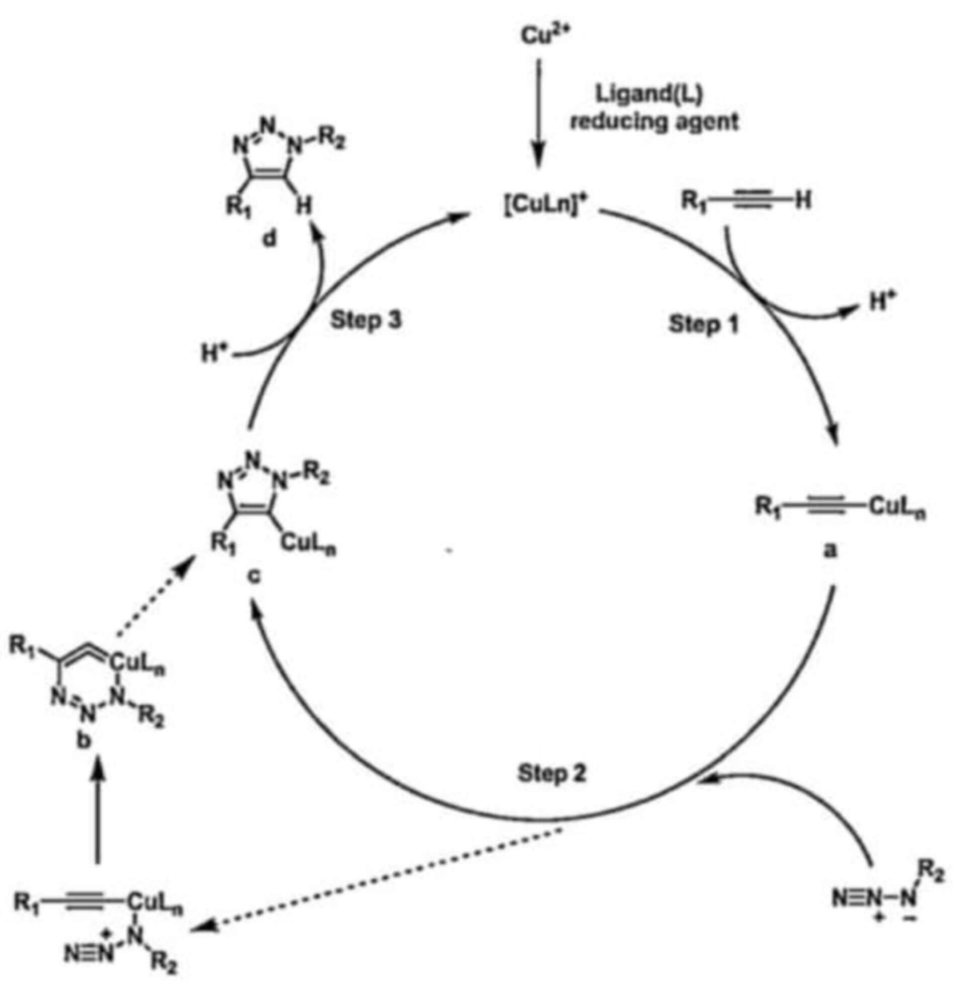 The reaction mechanism of CuAAc