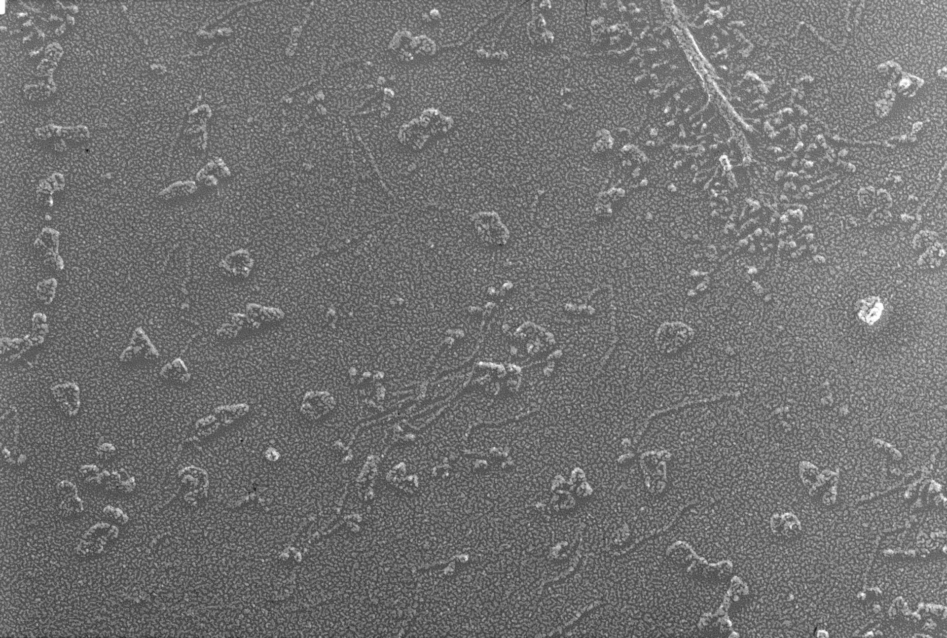 Oryctolagus cuniculus (Skeletal muscle cell) - CIL:1435